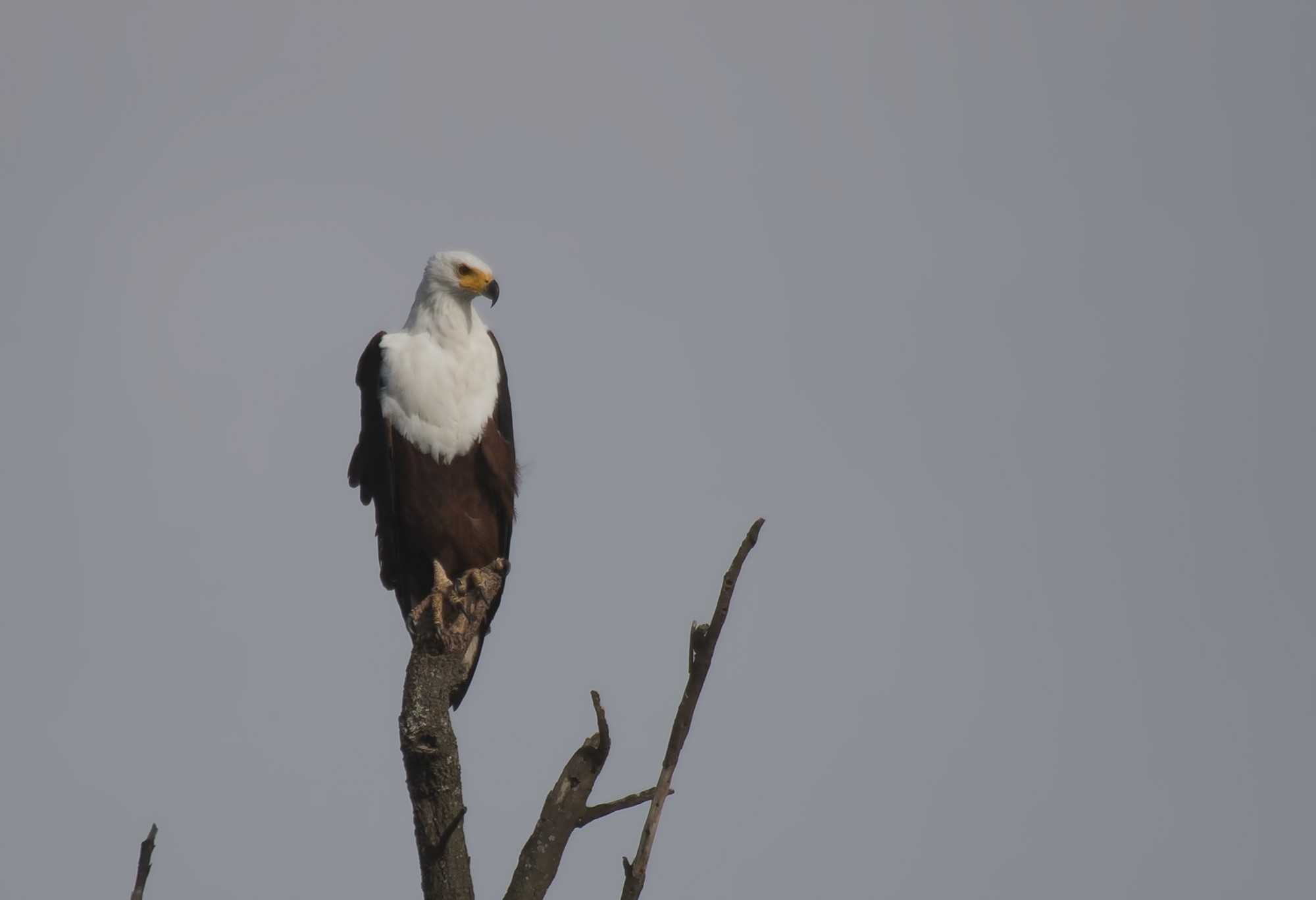 African Fish-eagle