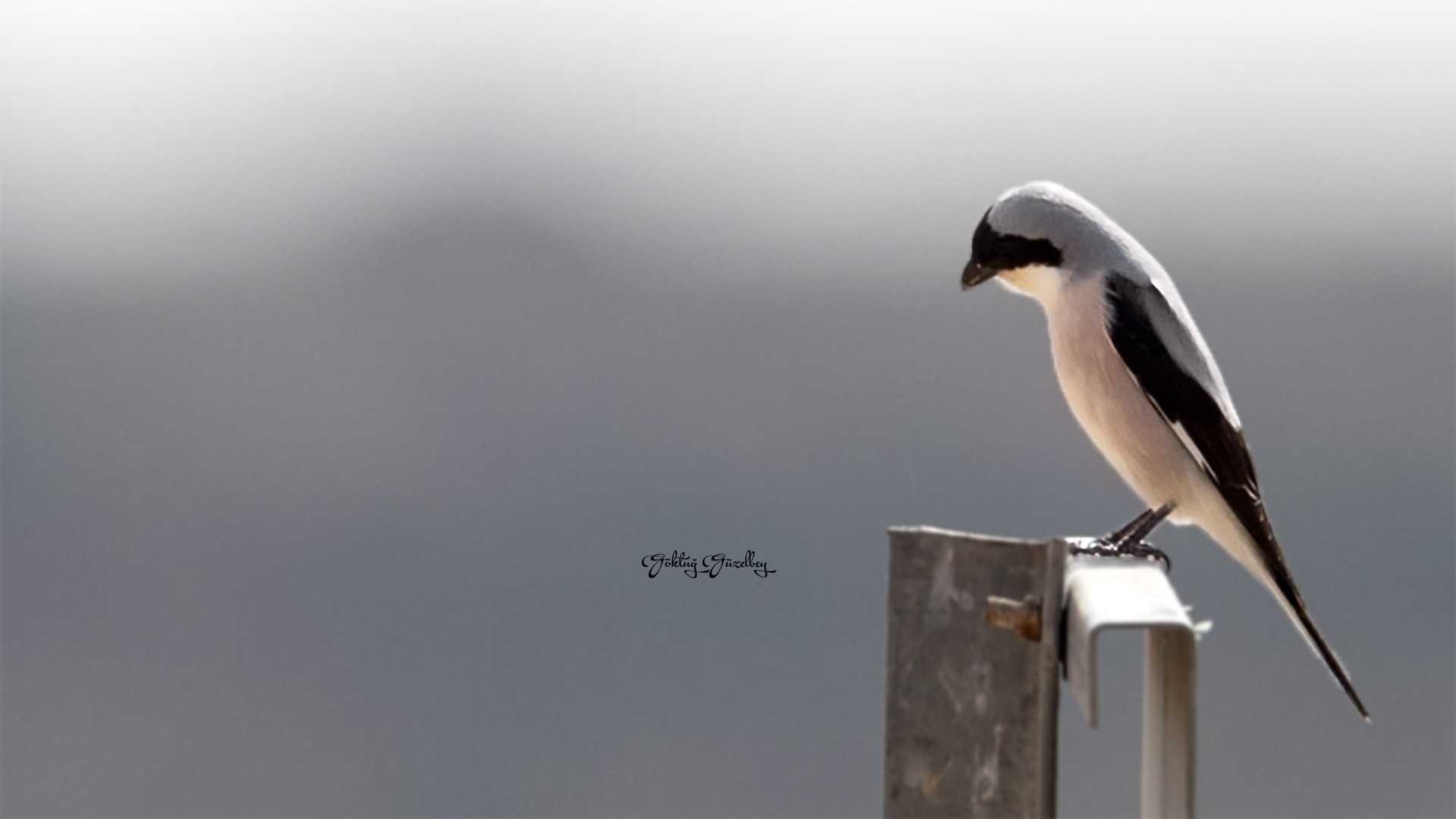 Karaalınlı örümekkuşu