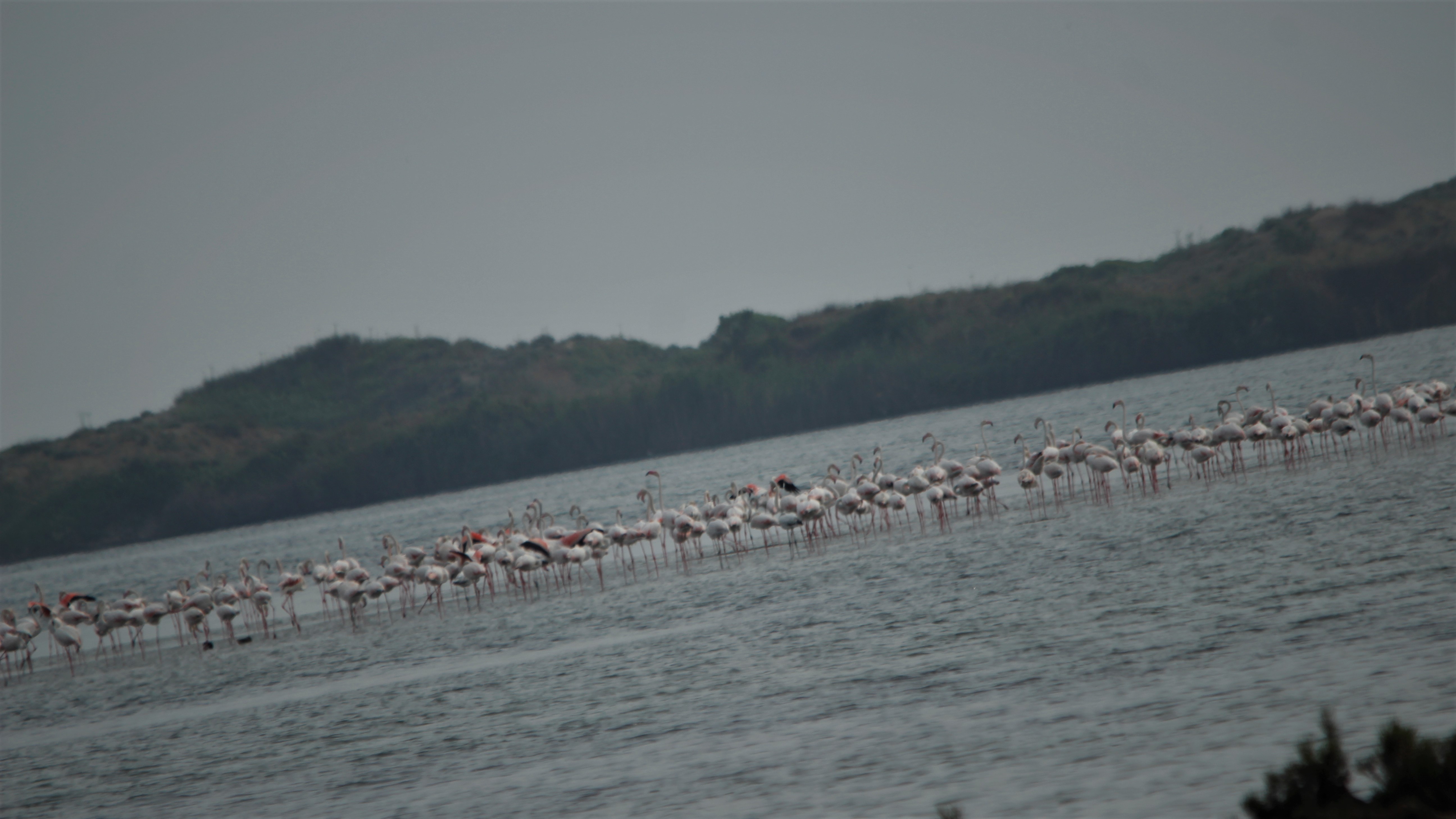 Flamingo