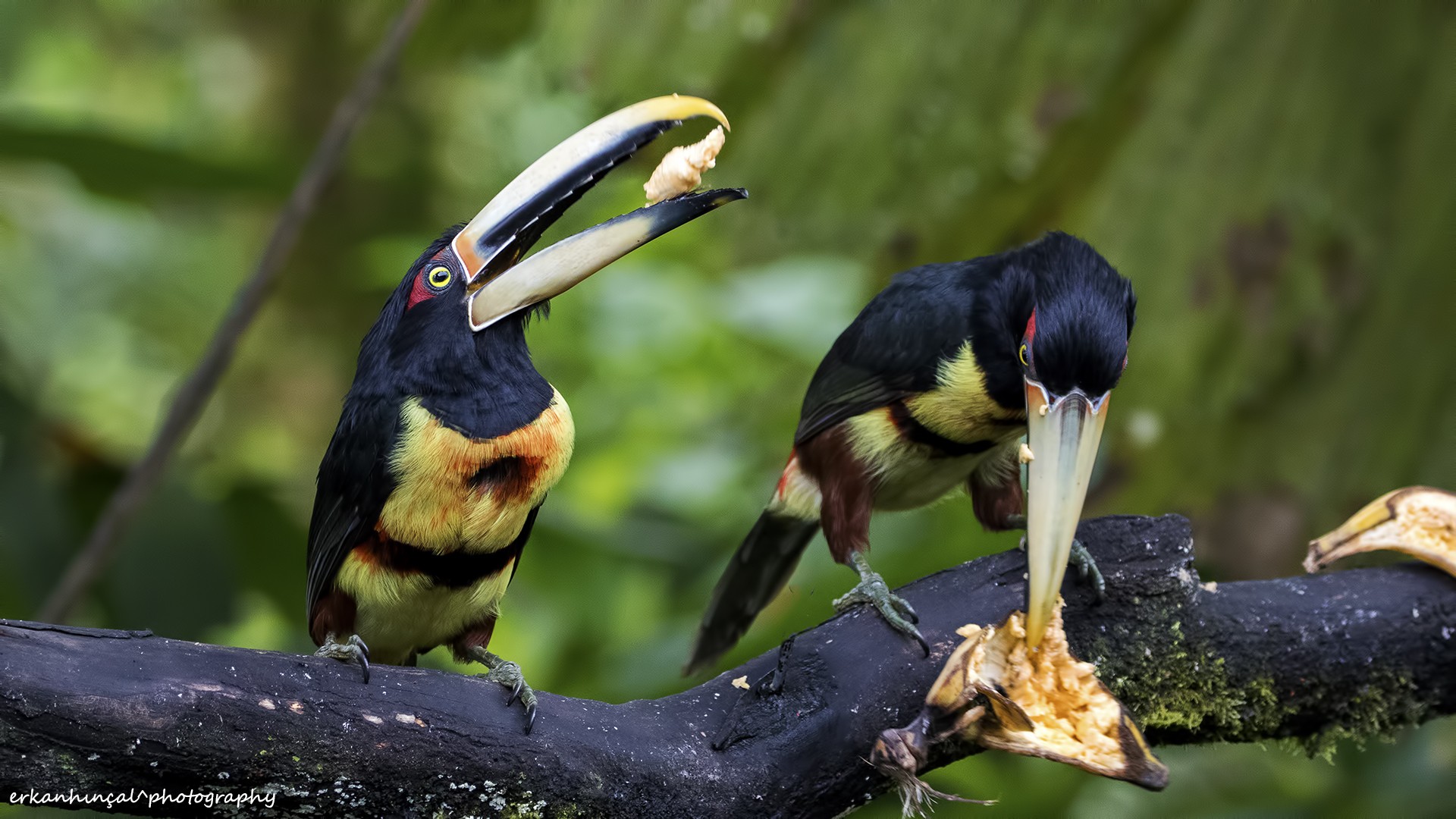 Pale-billed AraÃ§ari