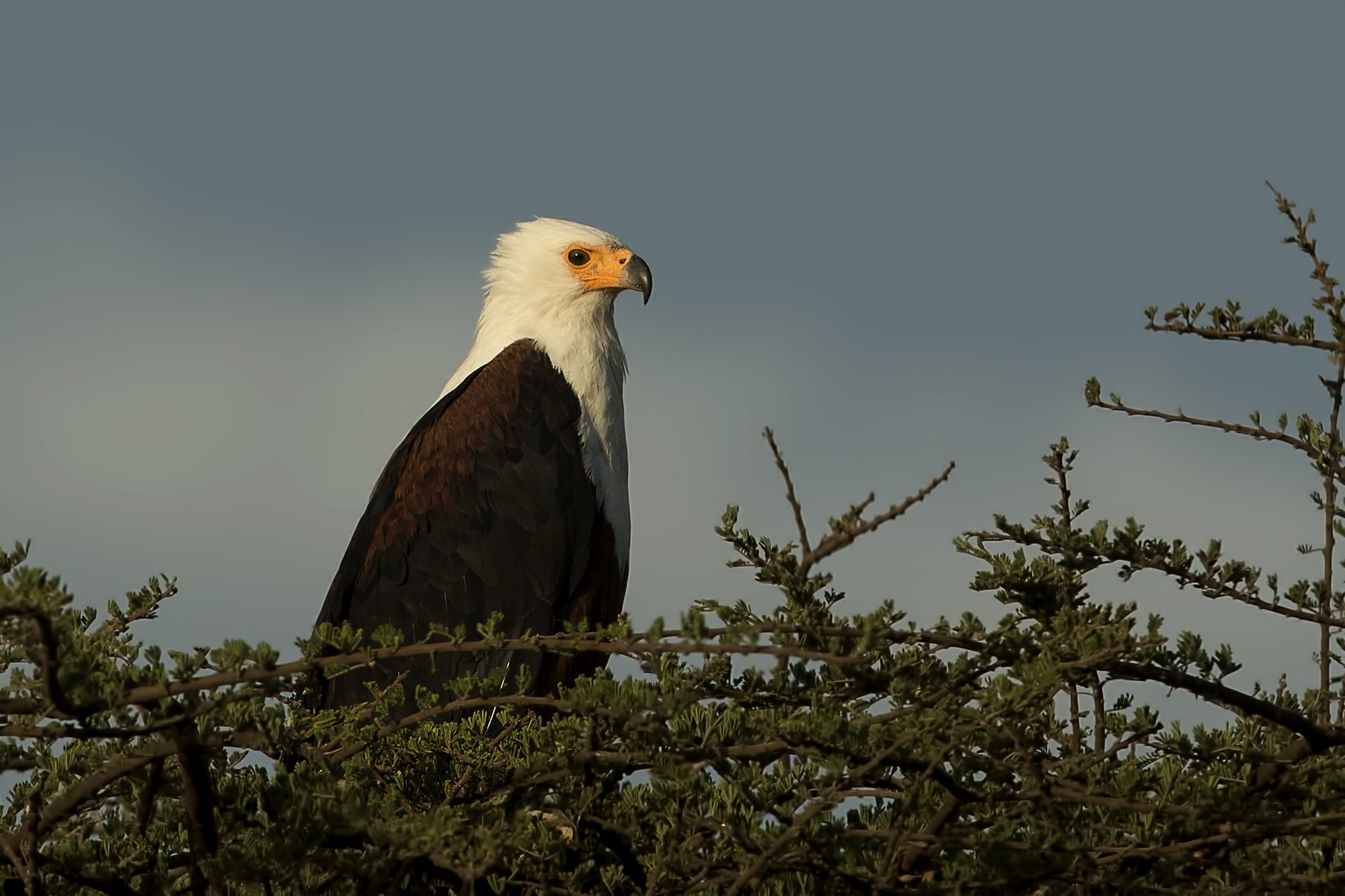 African Fish-eagle