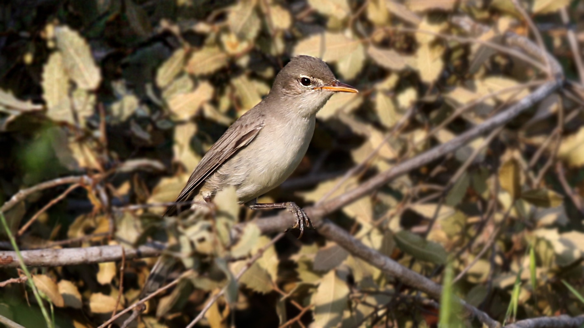 Zeytin Mukallidi