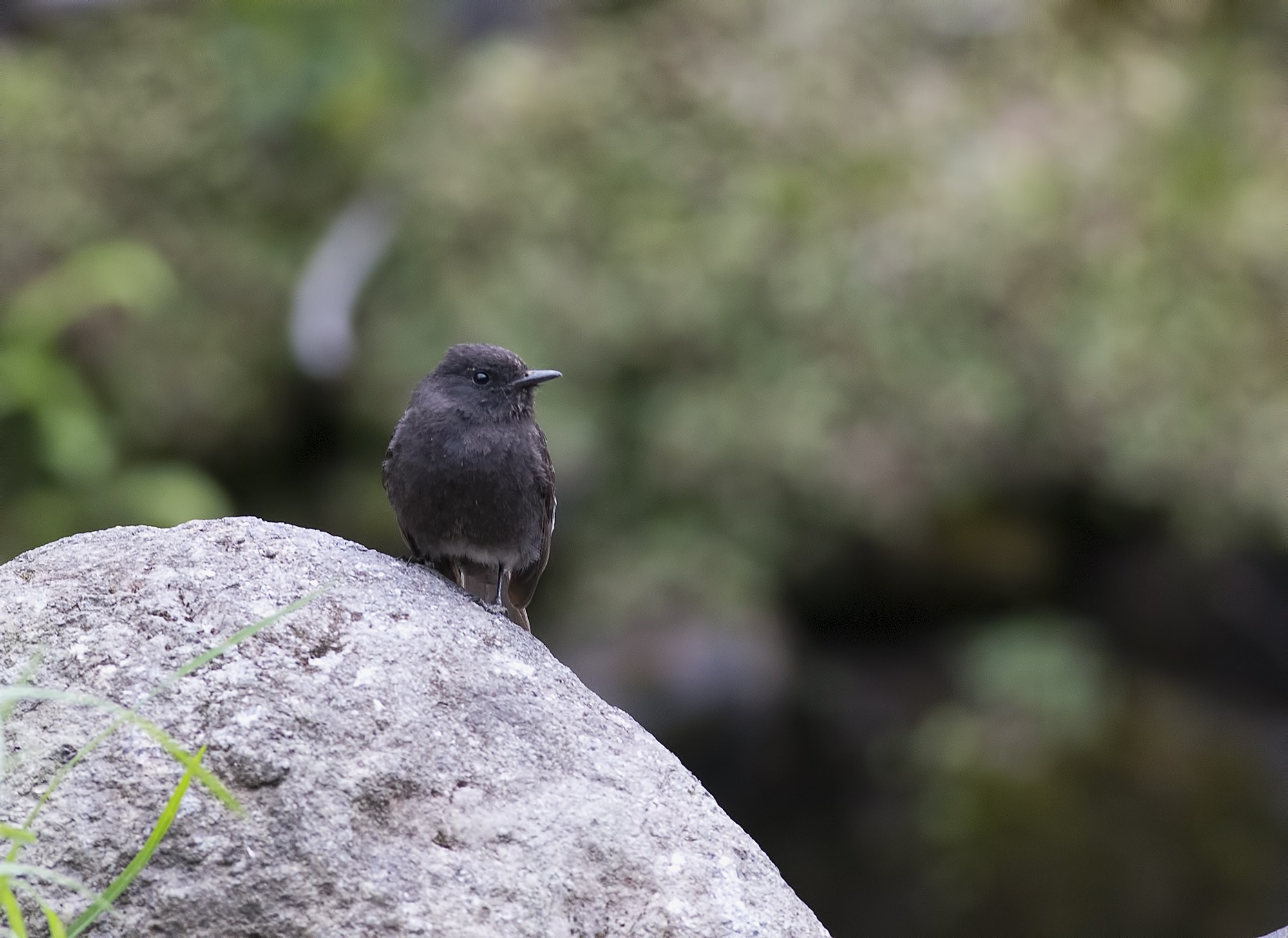 Black Phoebe