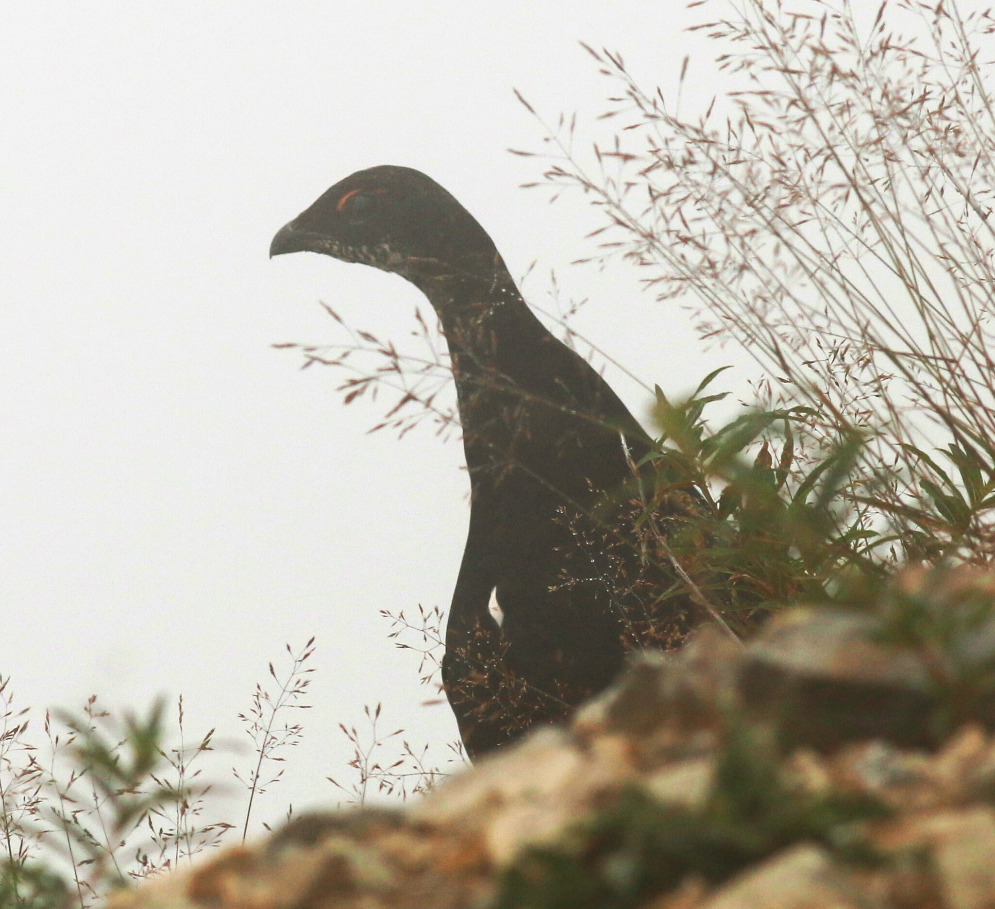 Dağ Horozu