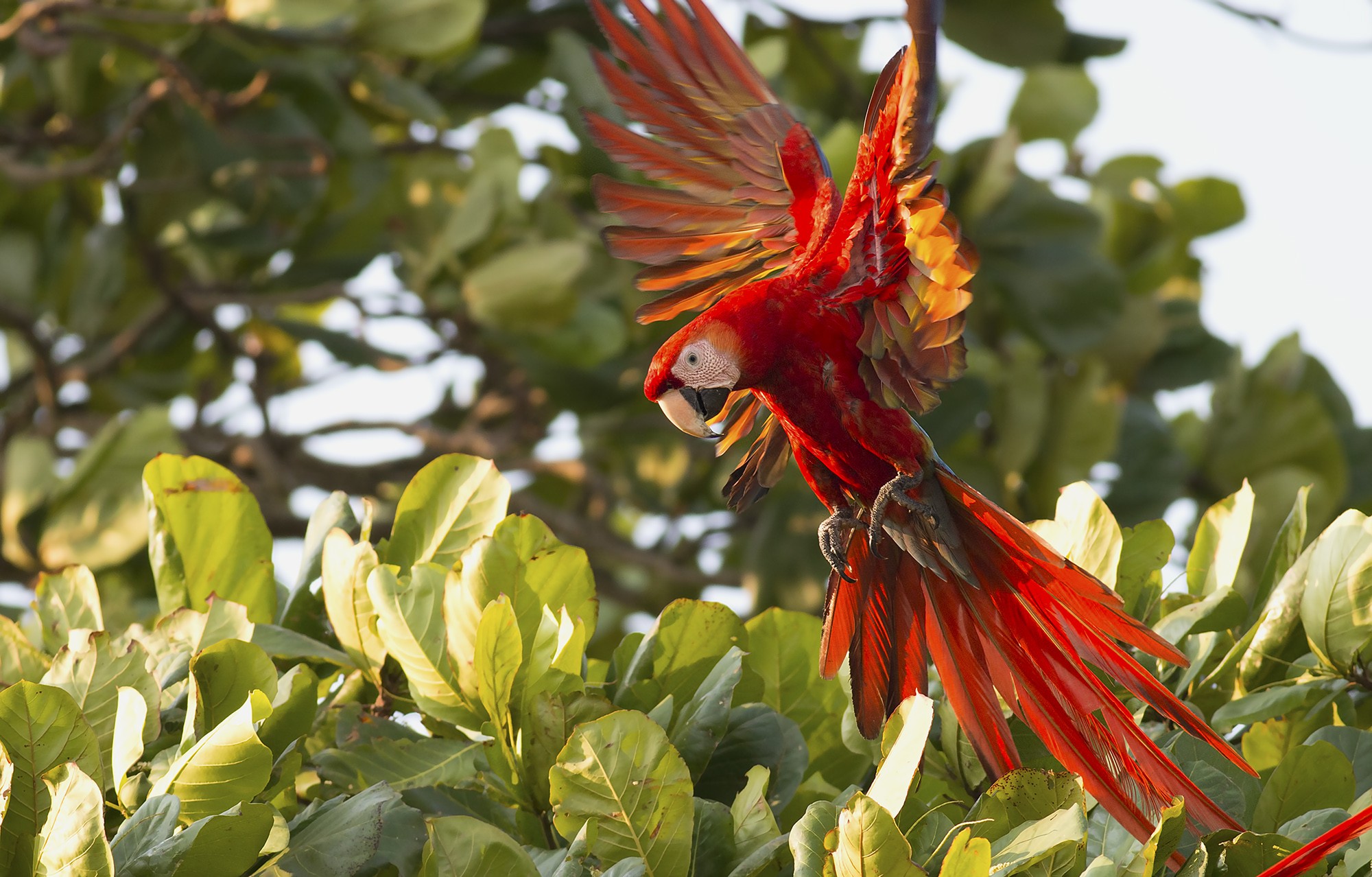Scarlet Macaw