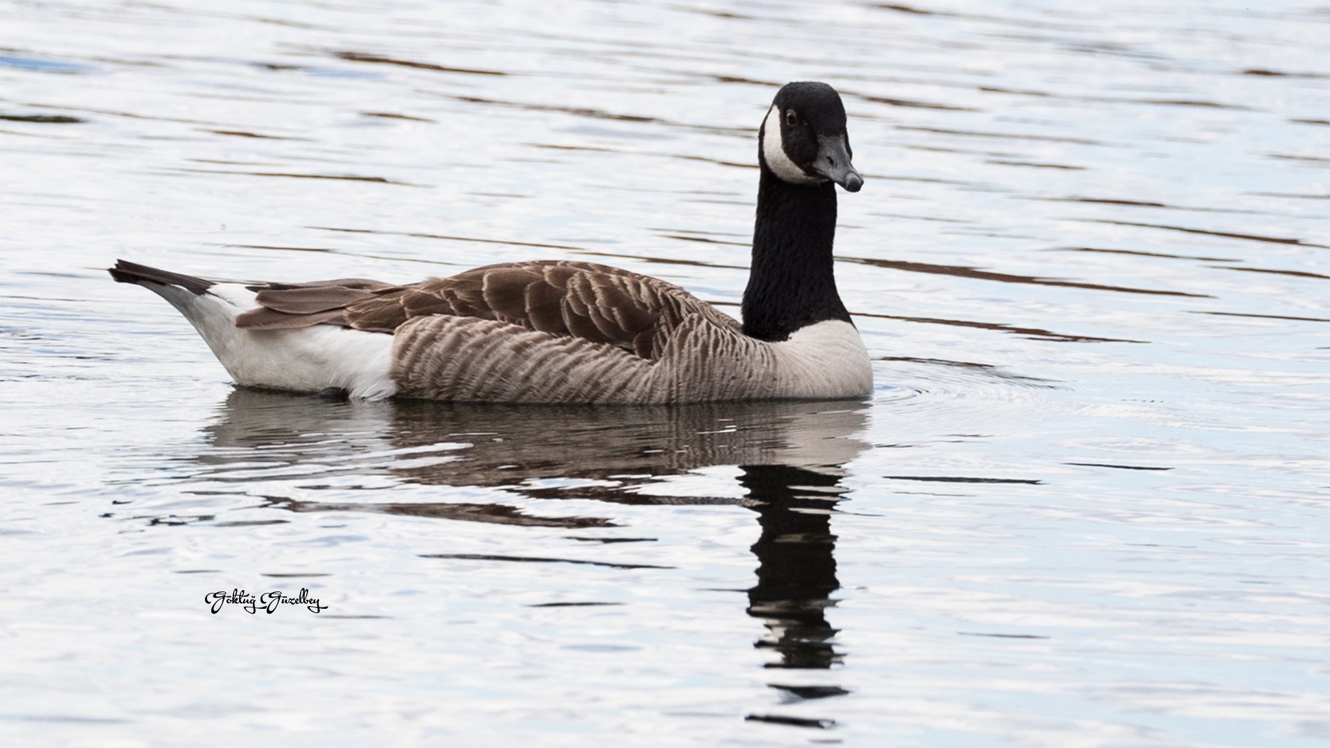 Canada Goose