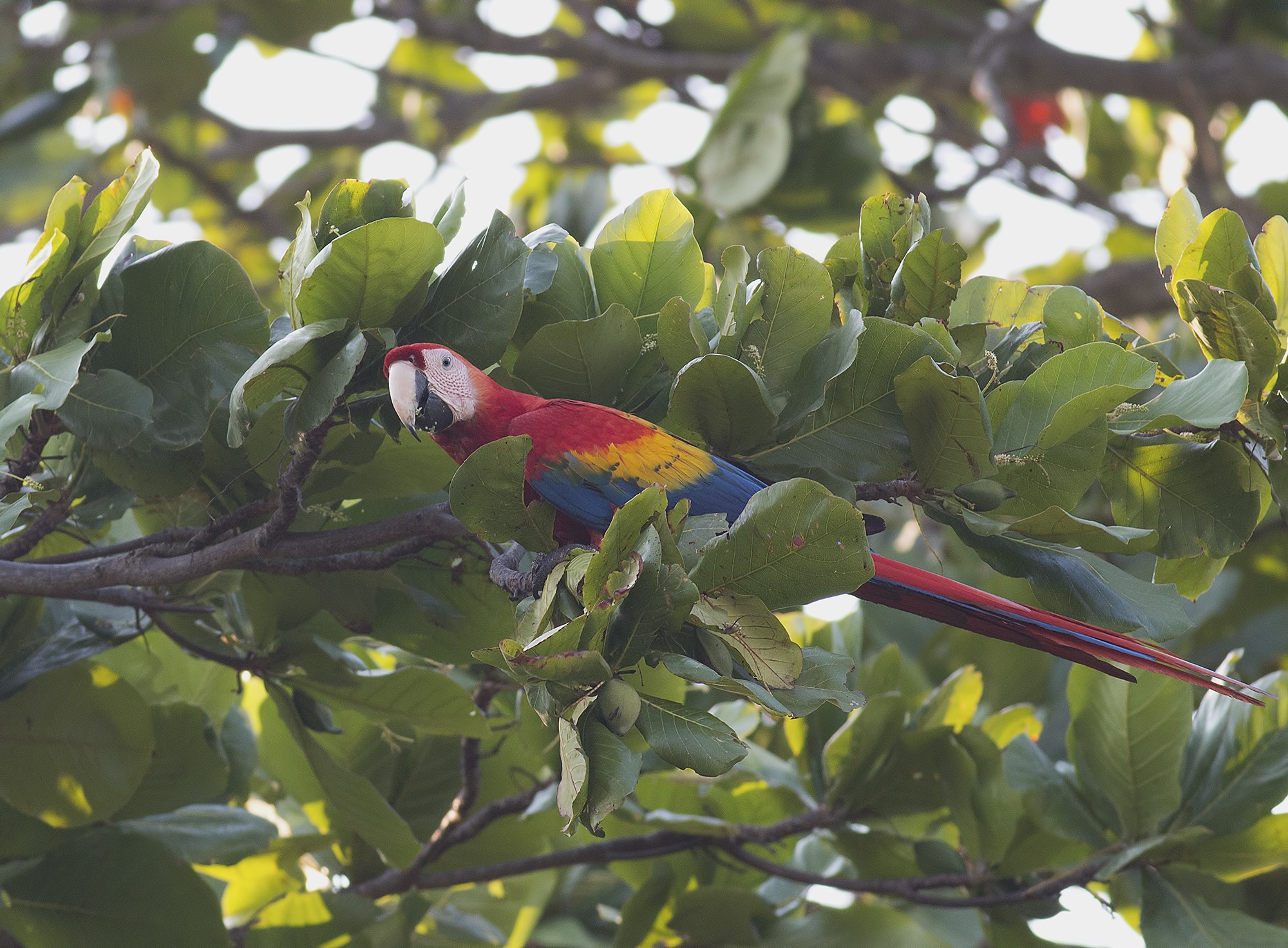 Scarlet Macaw