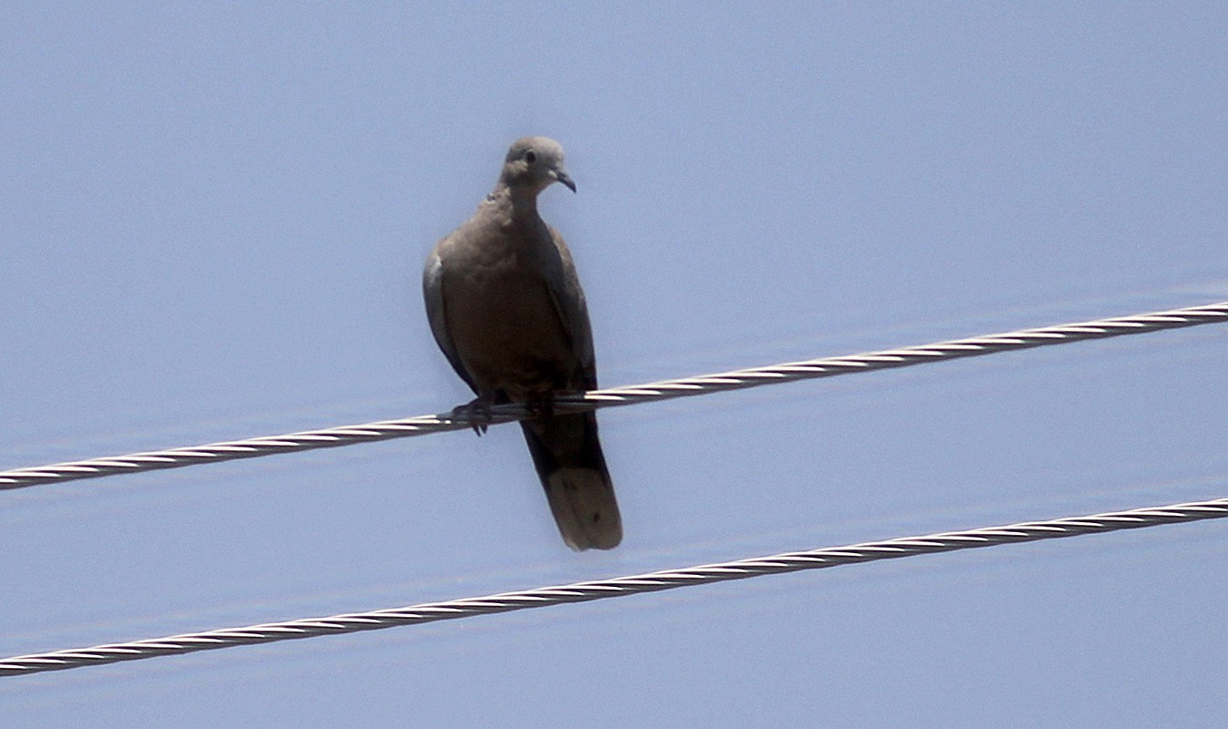 Kumru