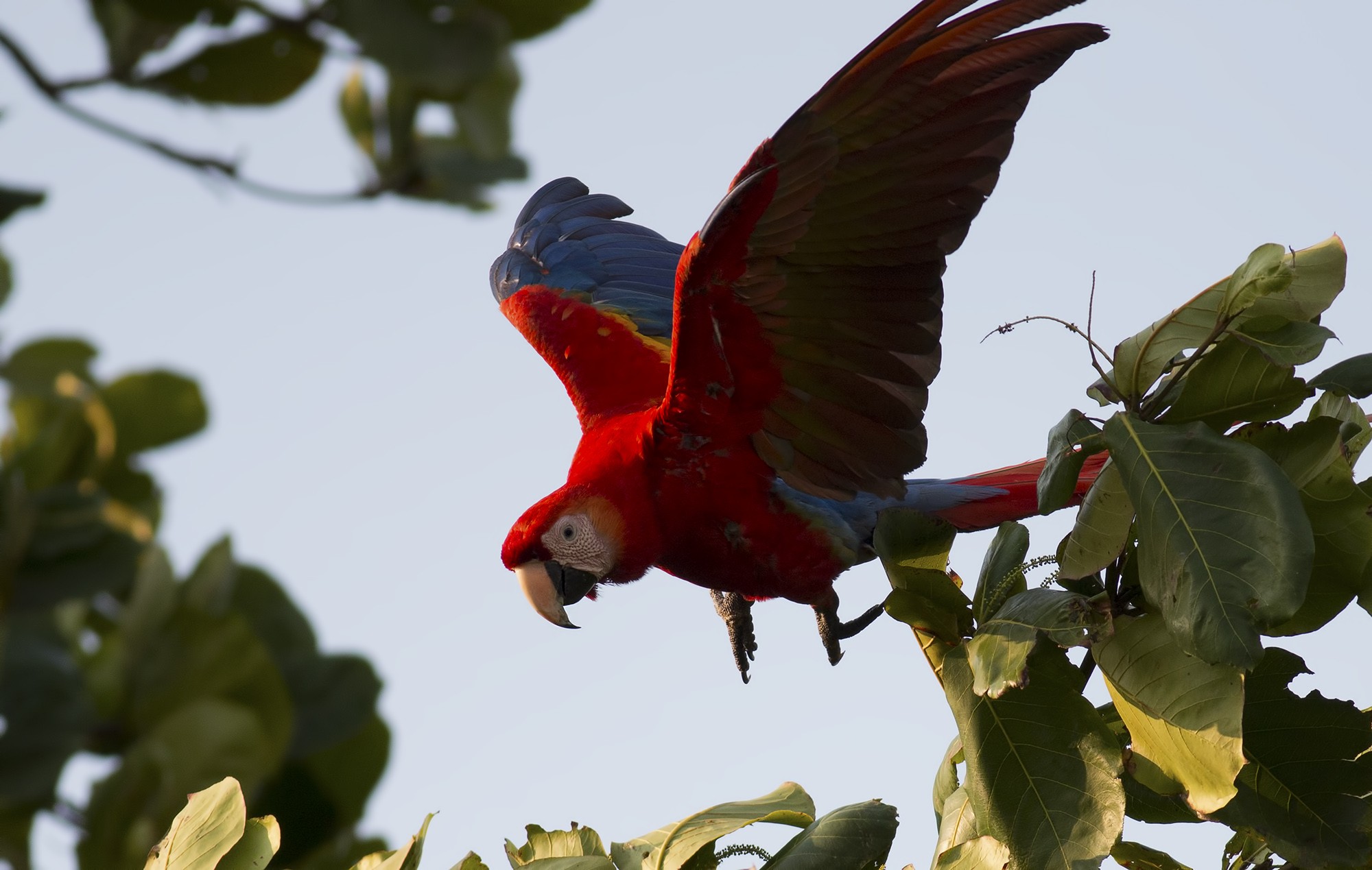 Scarlet Macaw