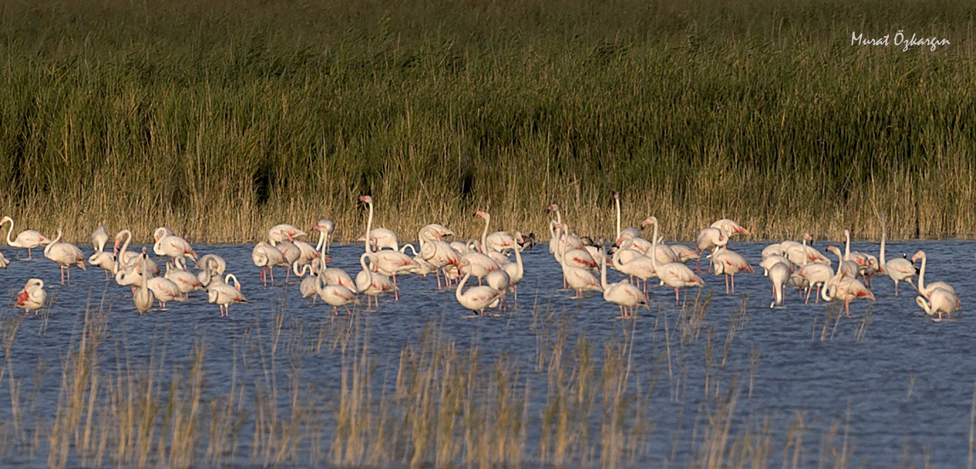 Flamingo