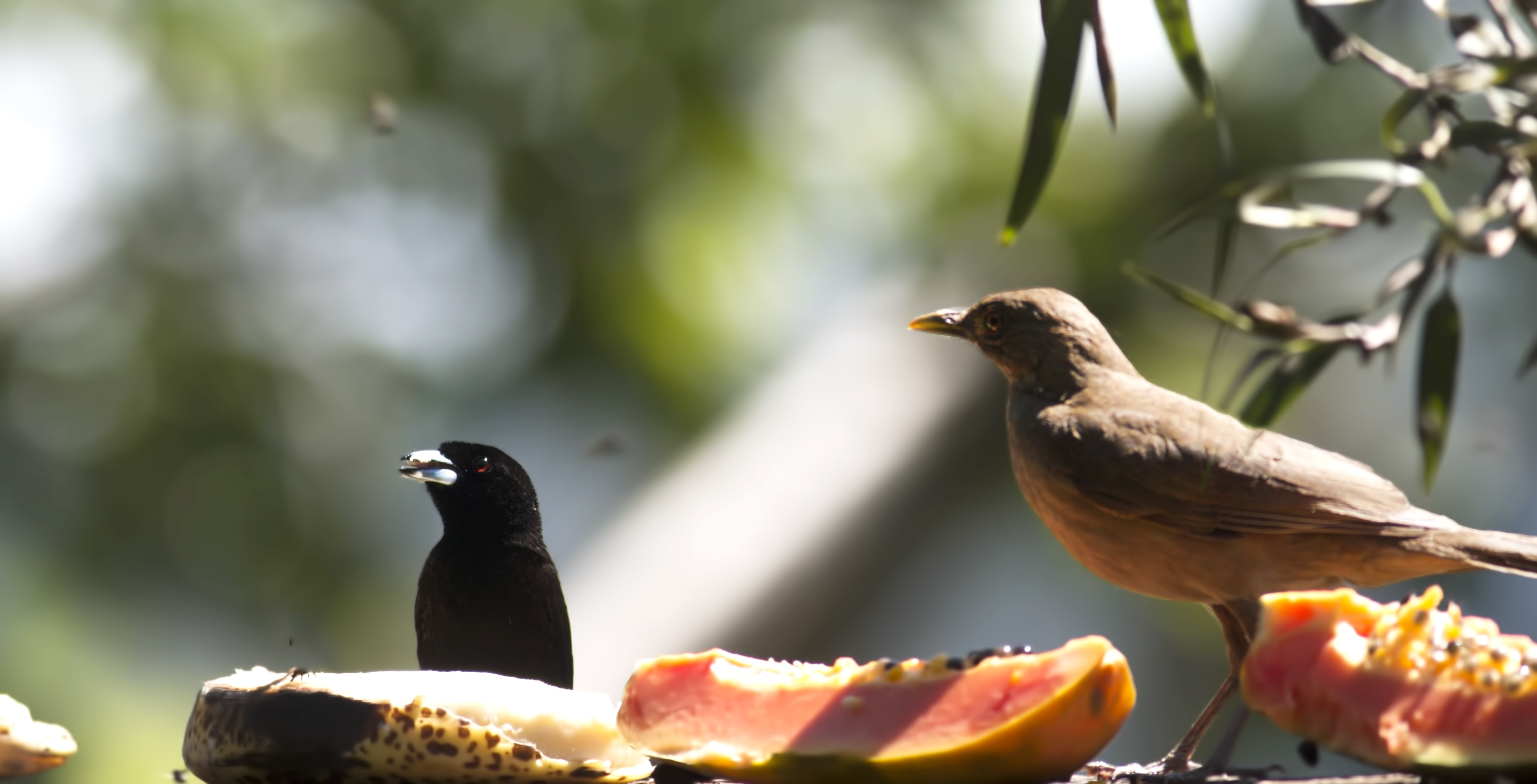 Clay-coloured Thrush
