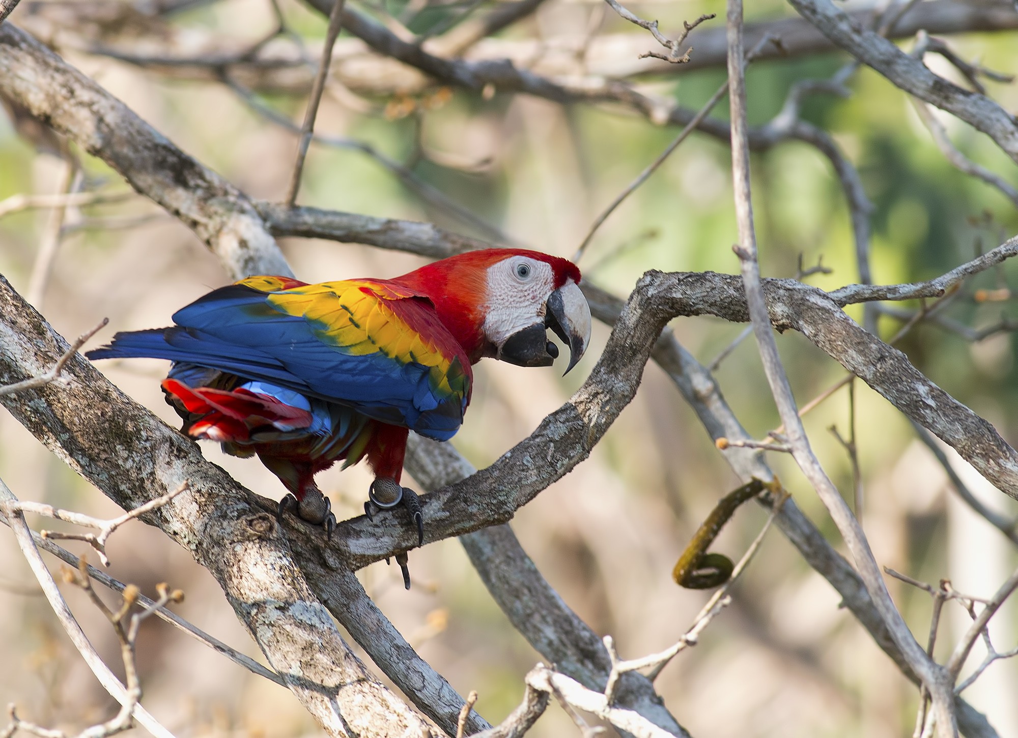 Scarlet Macaw