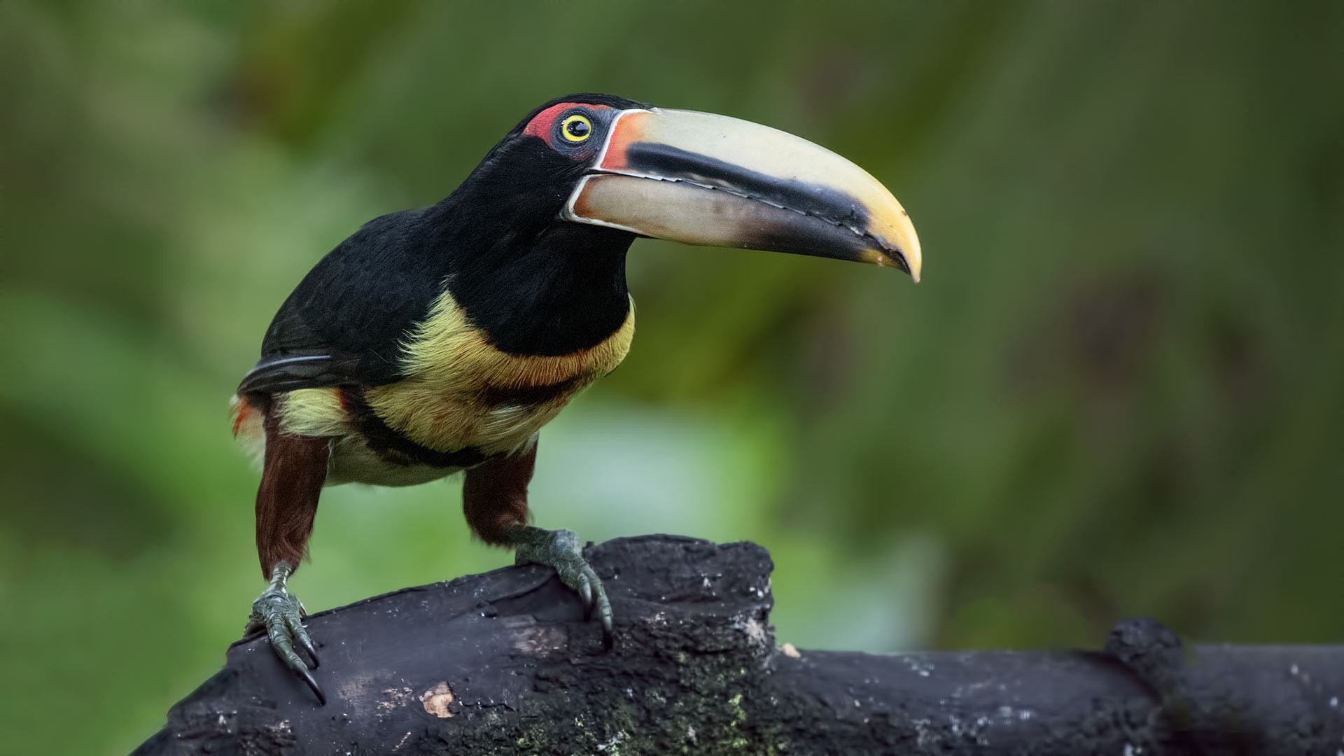 Pale-billed AraÃ§ari