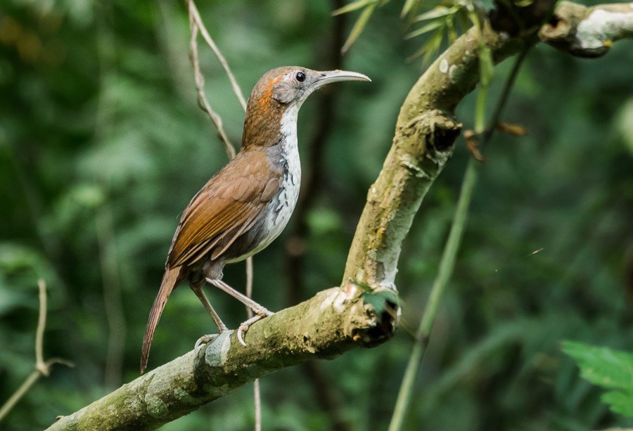 Large Scimitar-babbler