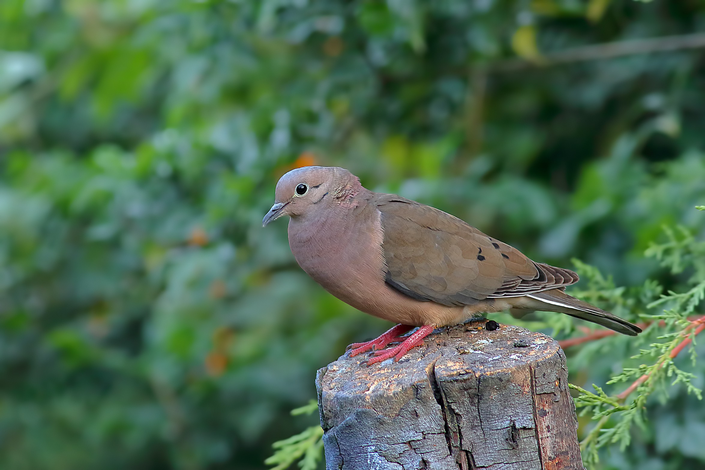 Eared Dove