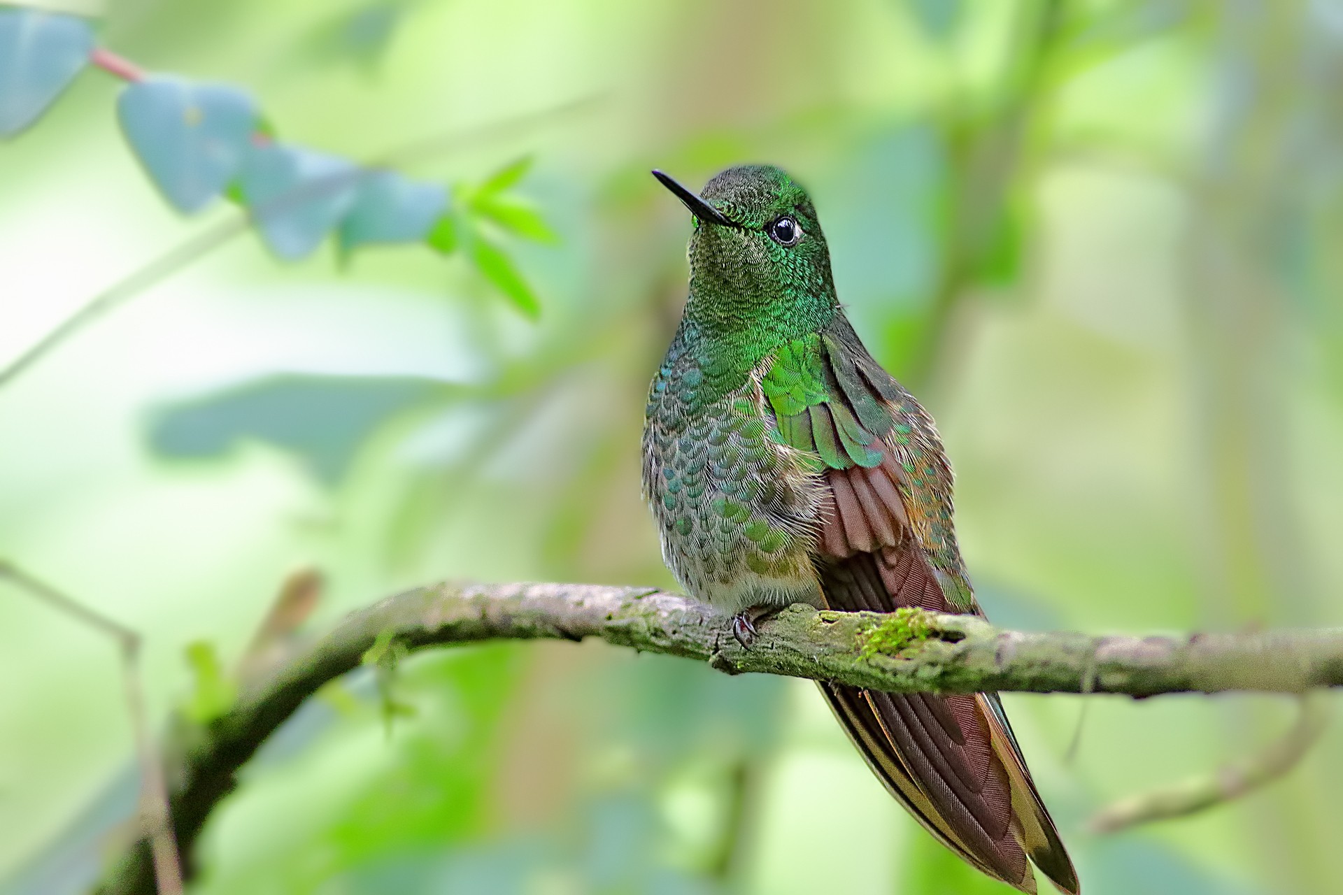 Buff-tailed Coronet