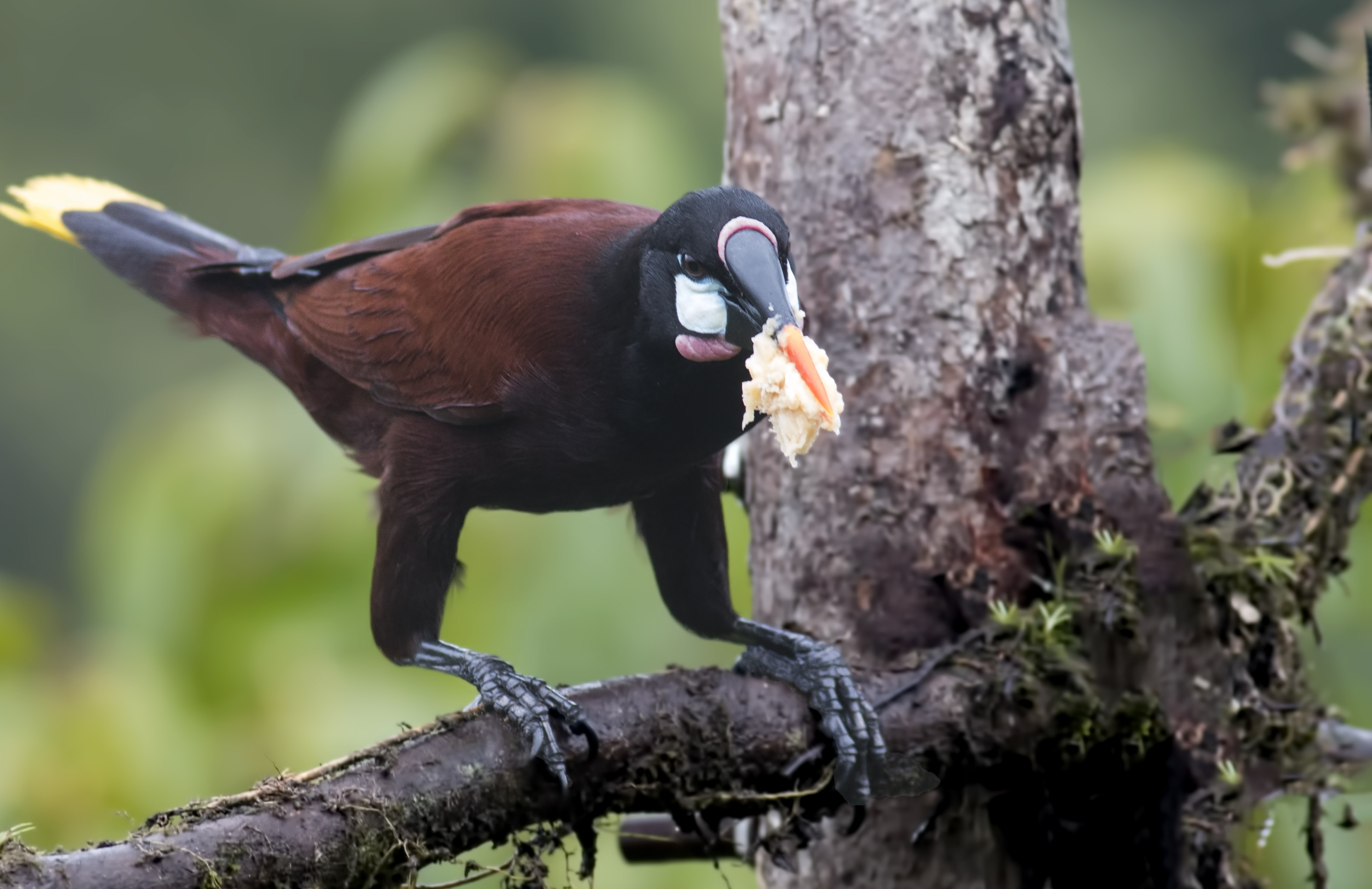 Montezuma Oropendola