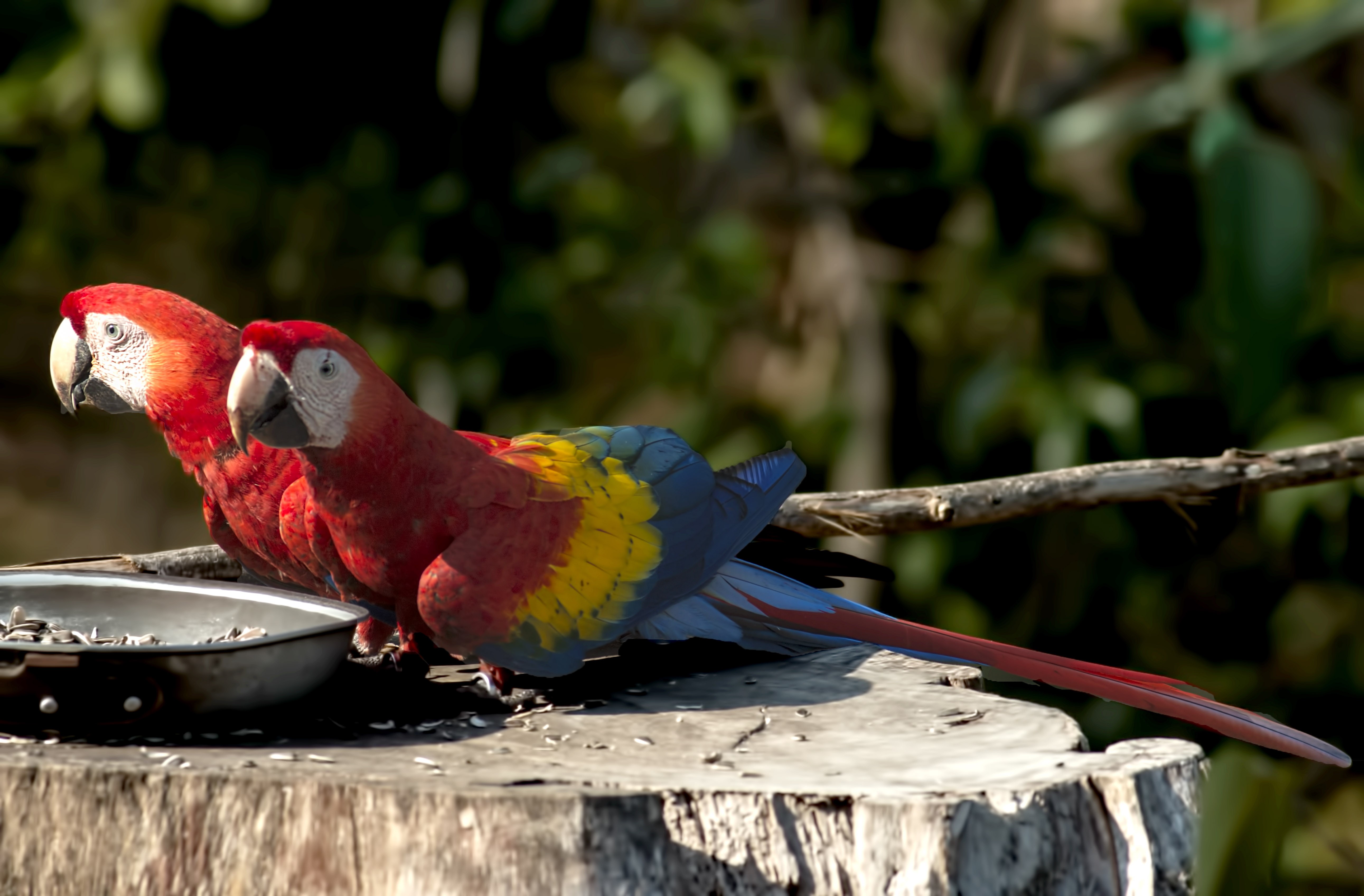 Scarlet Macaw