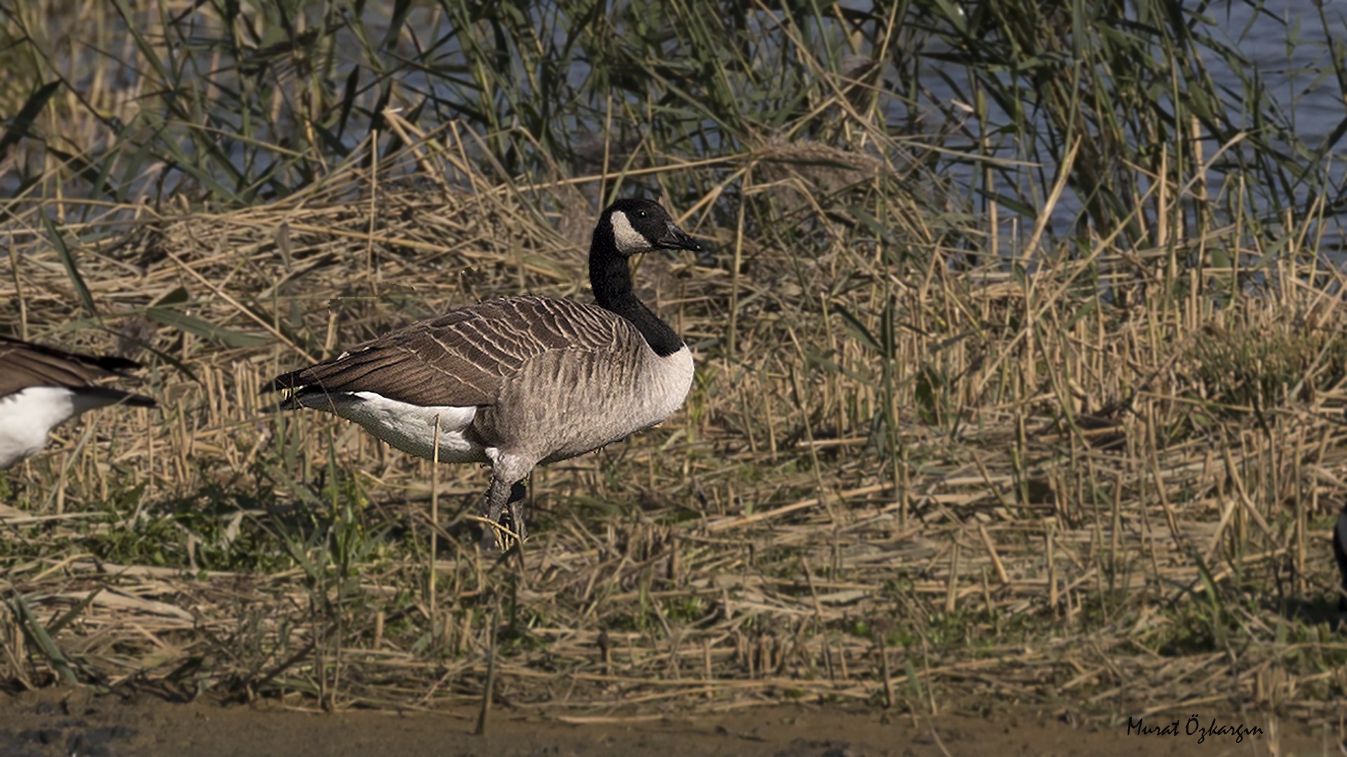 Canada Goose
