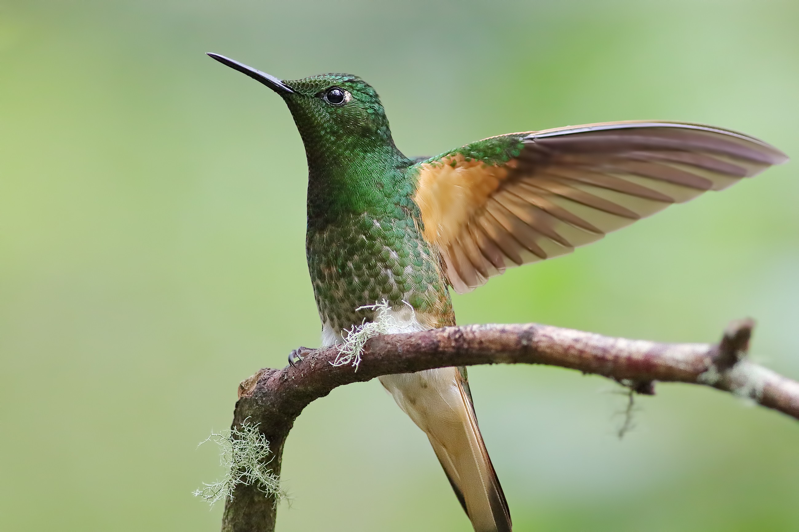 Buff-tailed Coronet