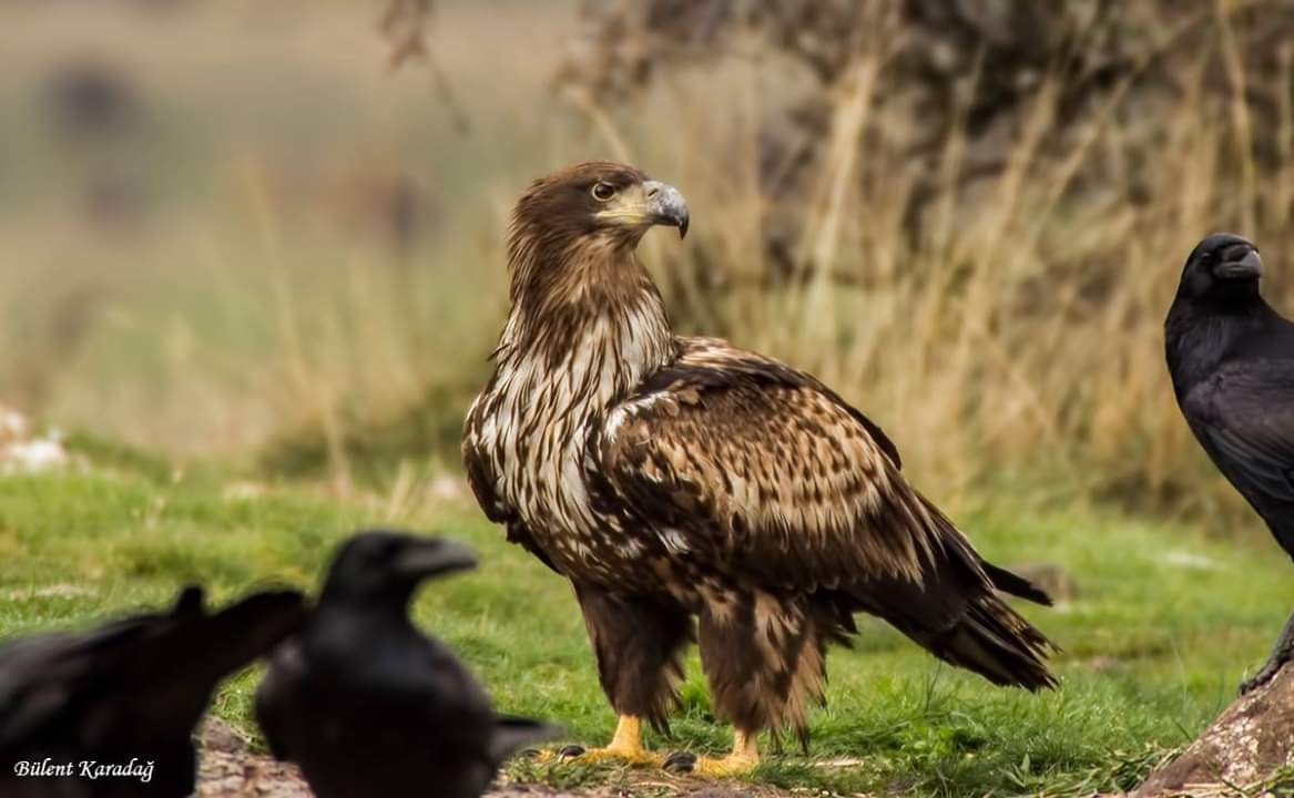 Ak Kuyruklu Kartal