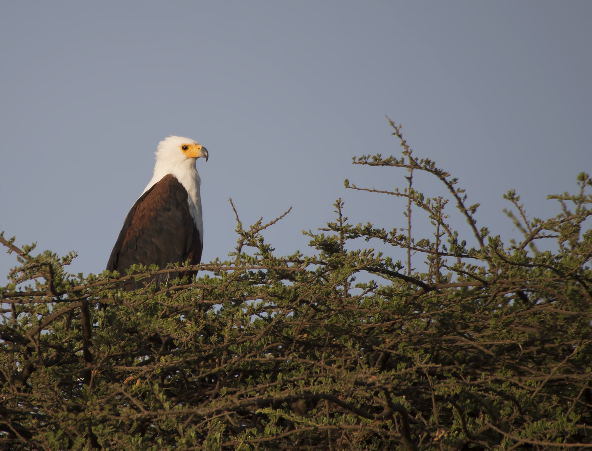 African Fish-eagle