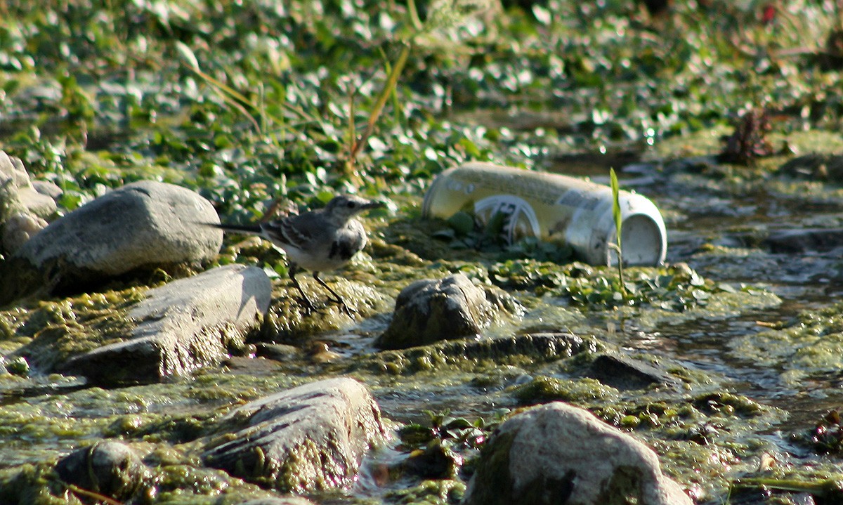 Akkuyruksallayan