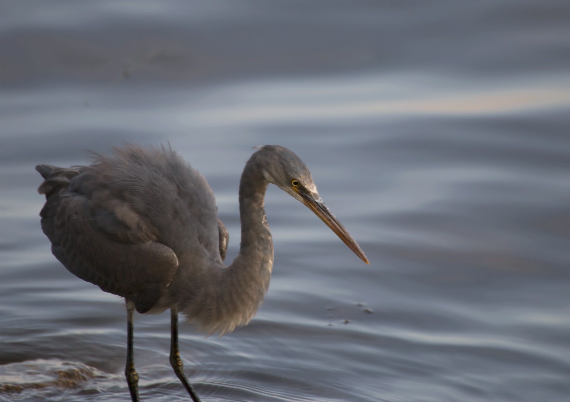Western Reef-egret