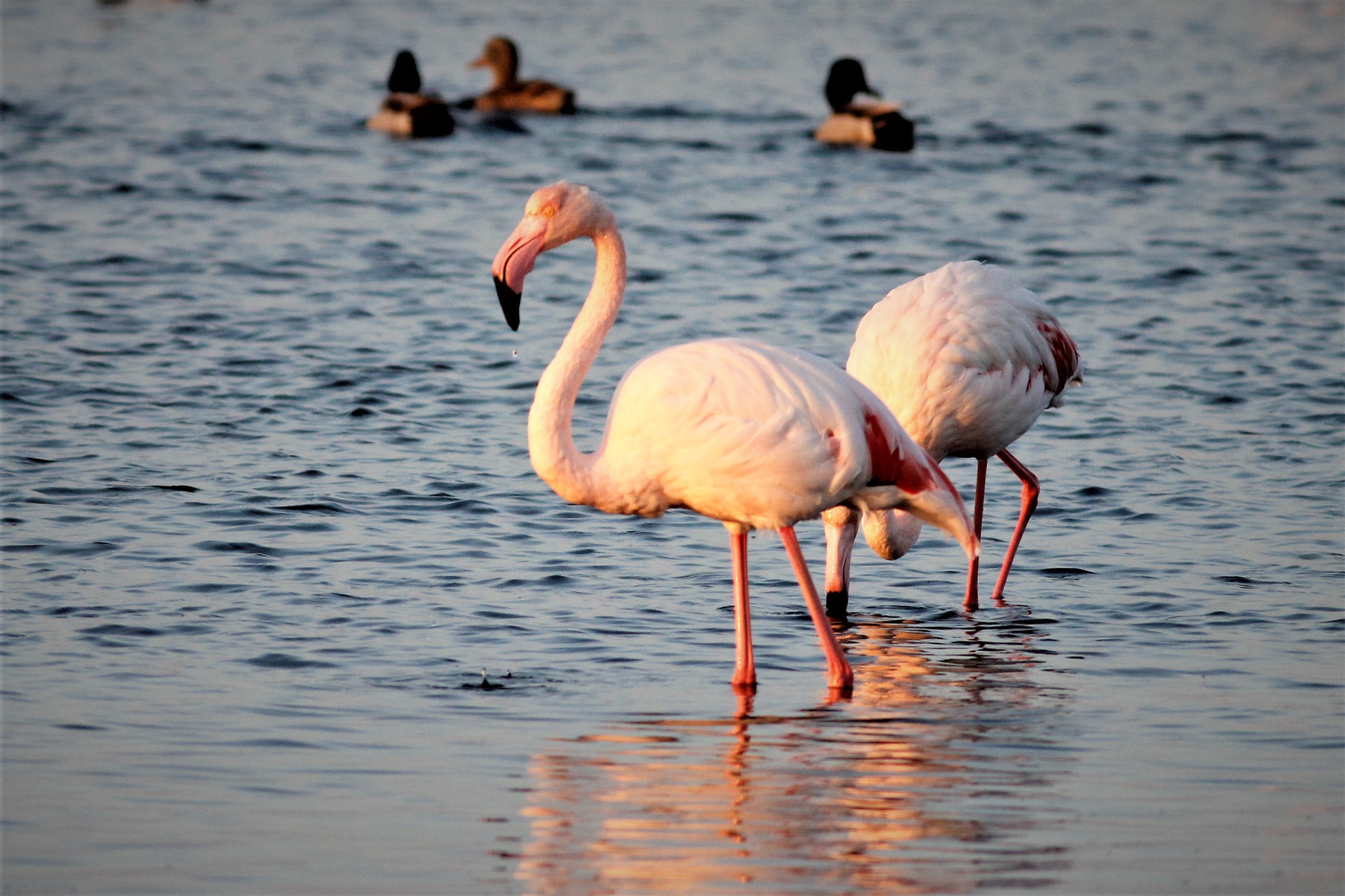 Flamingo