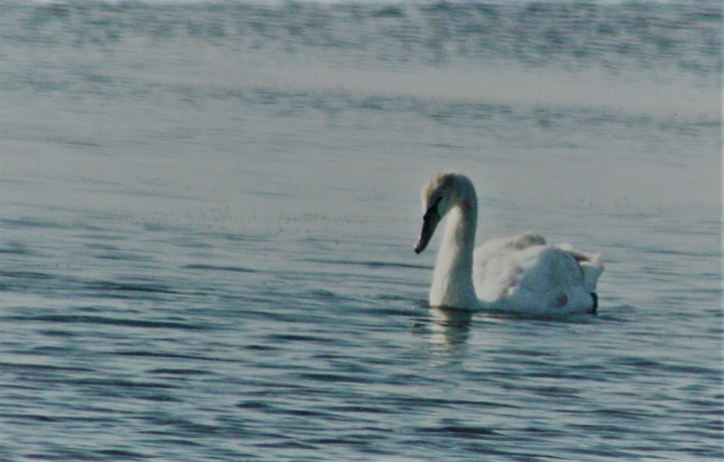 Kuğu