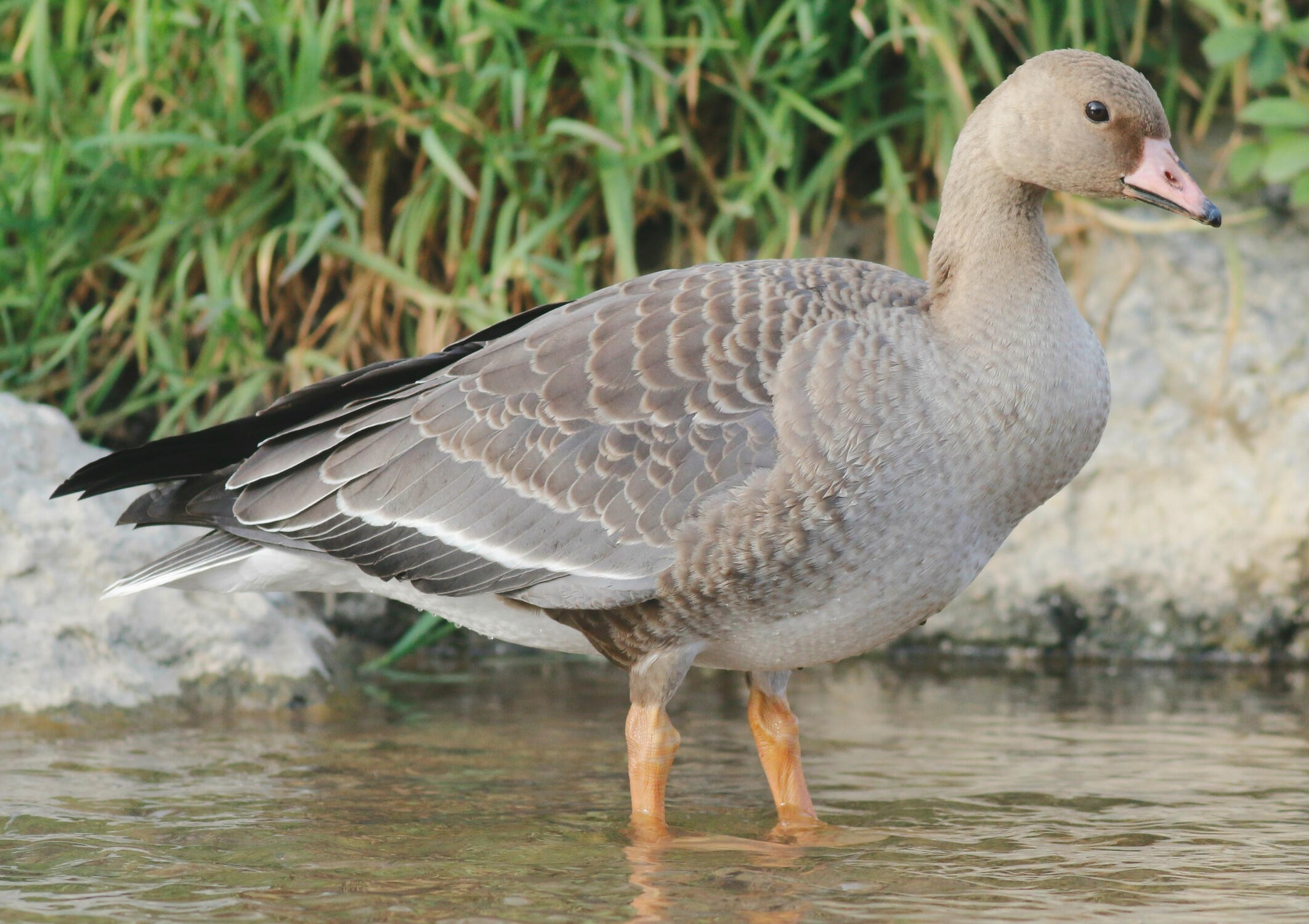 Sakarca