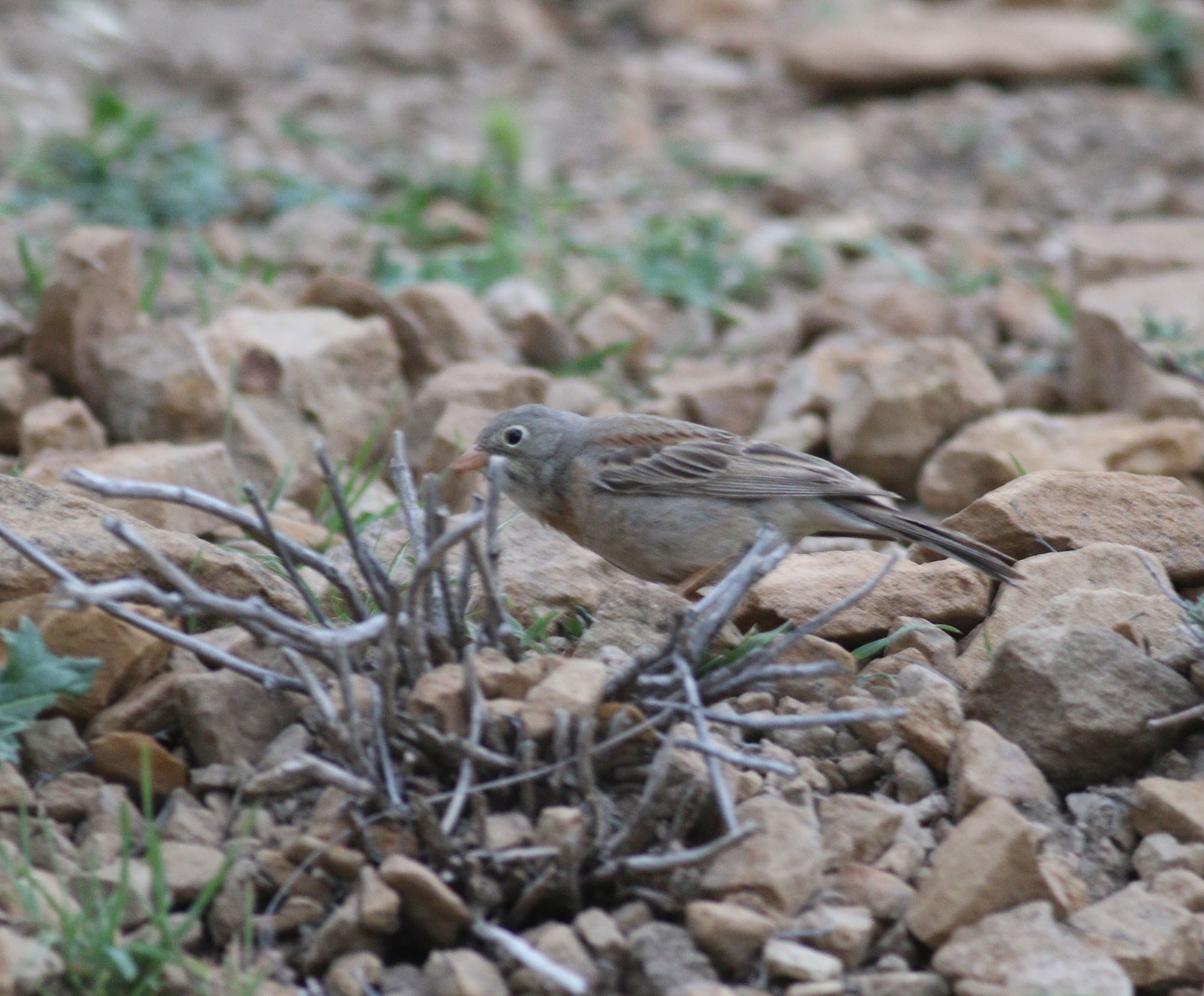 Doğu Kirazkuşu