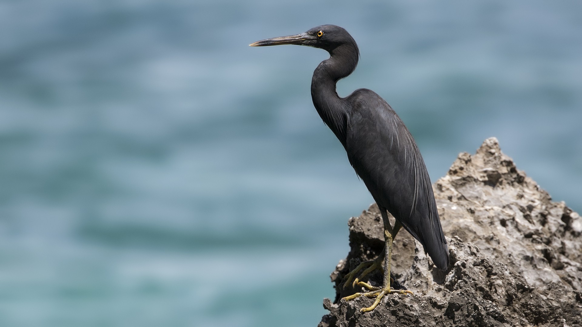 Pacific Reef-egret