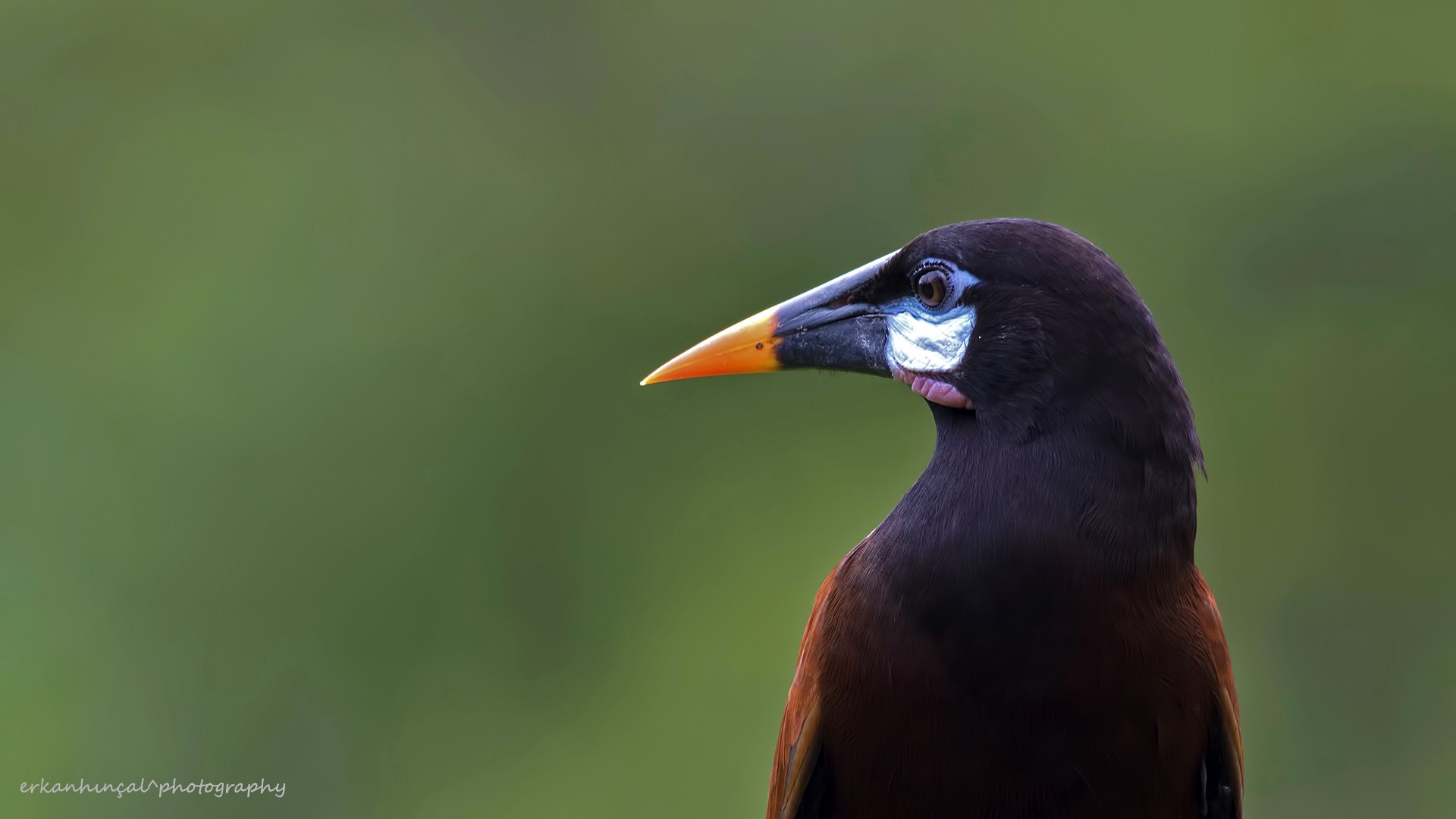 Montezuma Oropendola