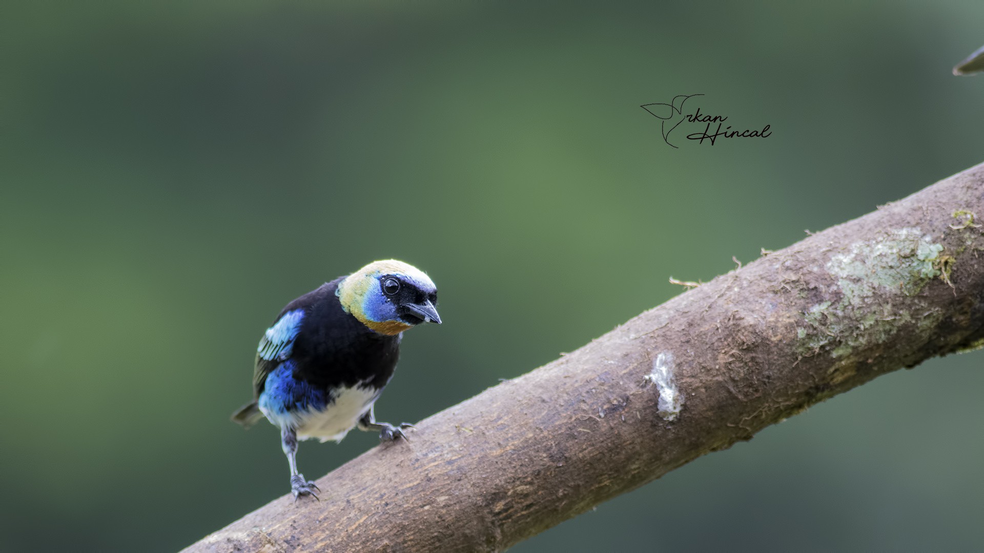 Golden-hooded Tanager