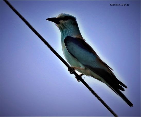 Gökkuzgun