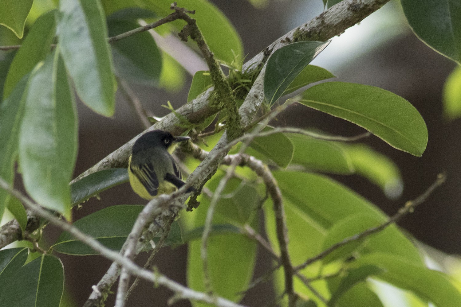 Common Tody-flycatcher