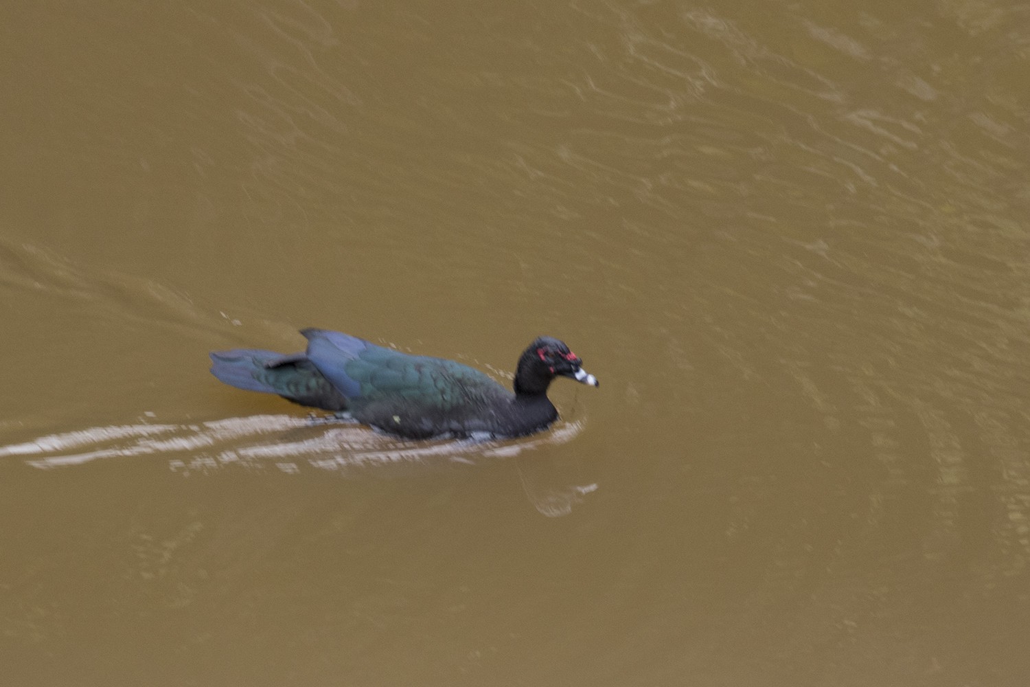 Muscovy Duck