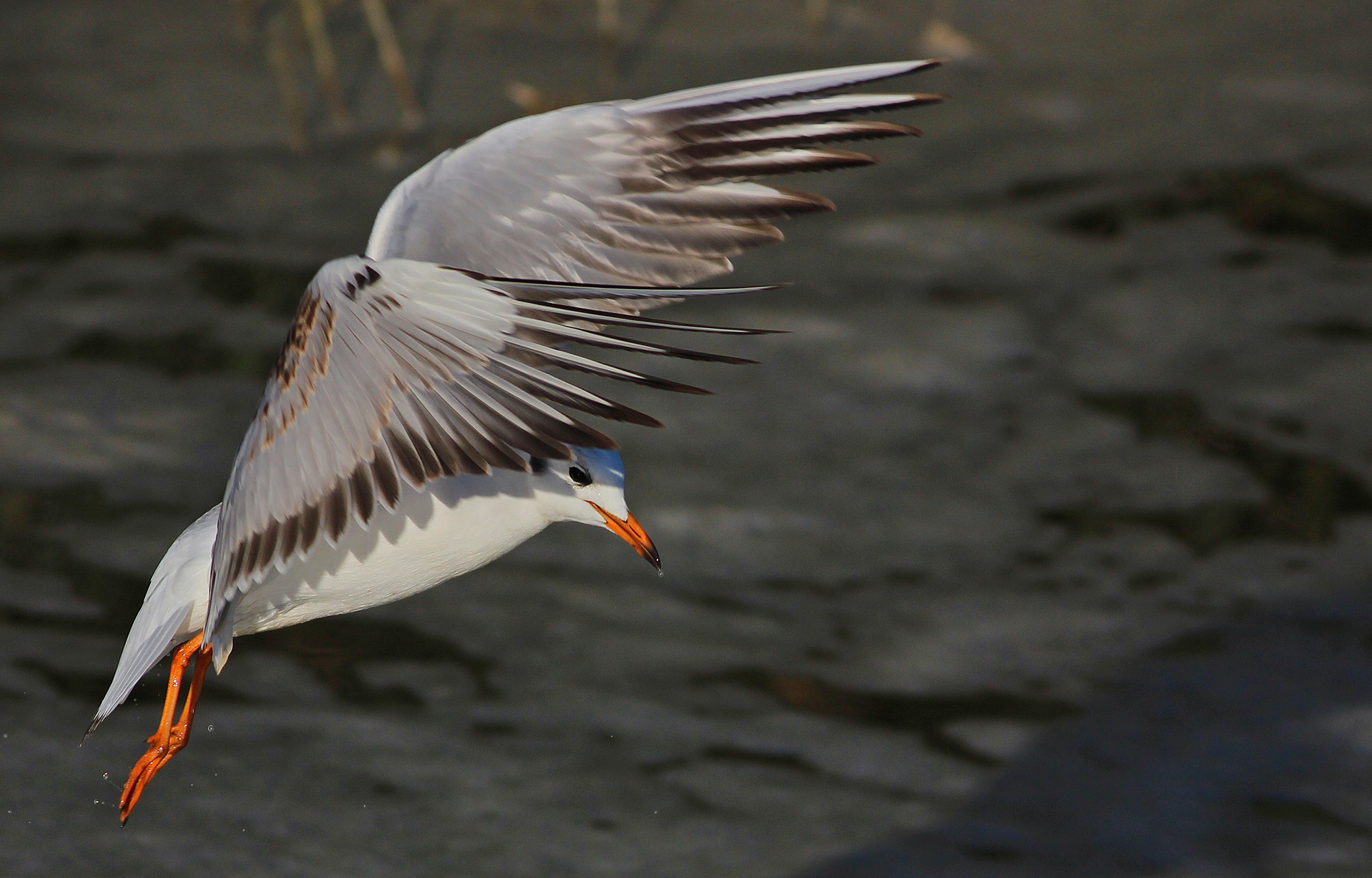Karabaş martı