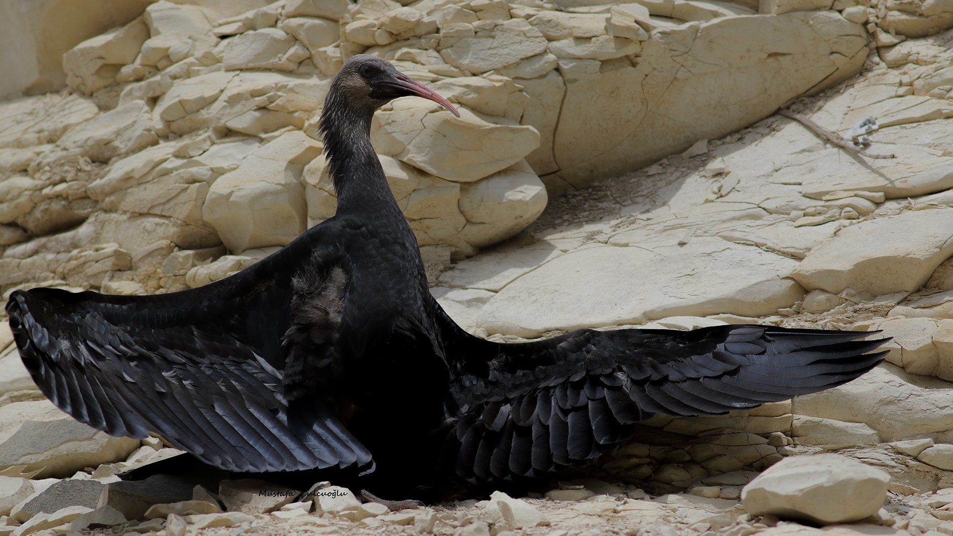 Kelaynak