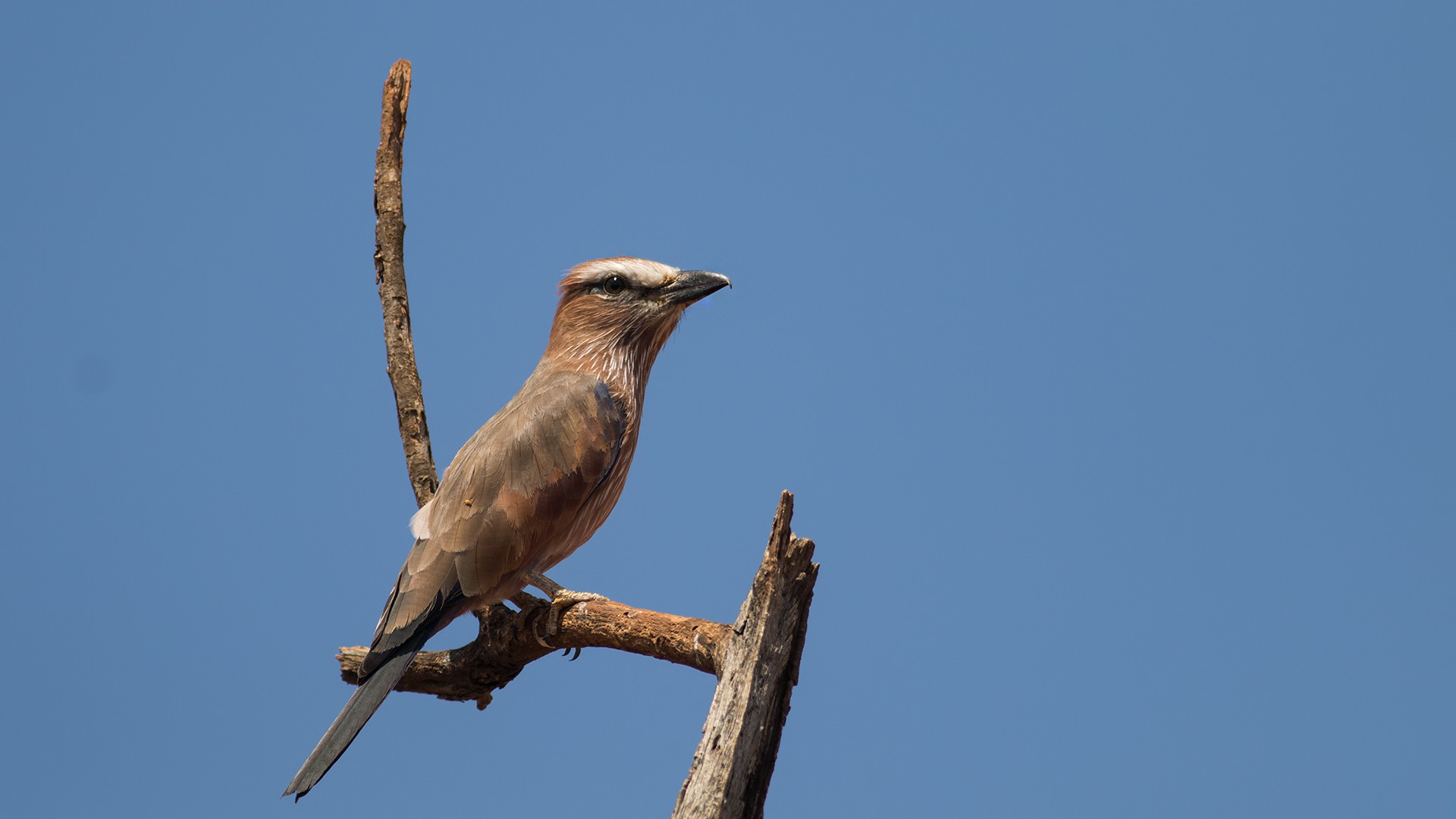 Purple Roller