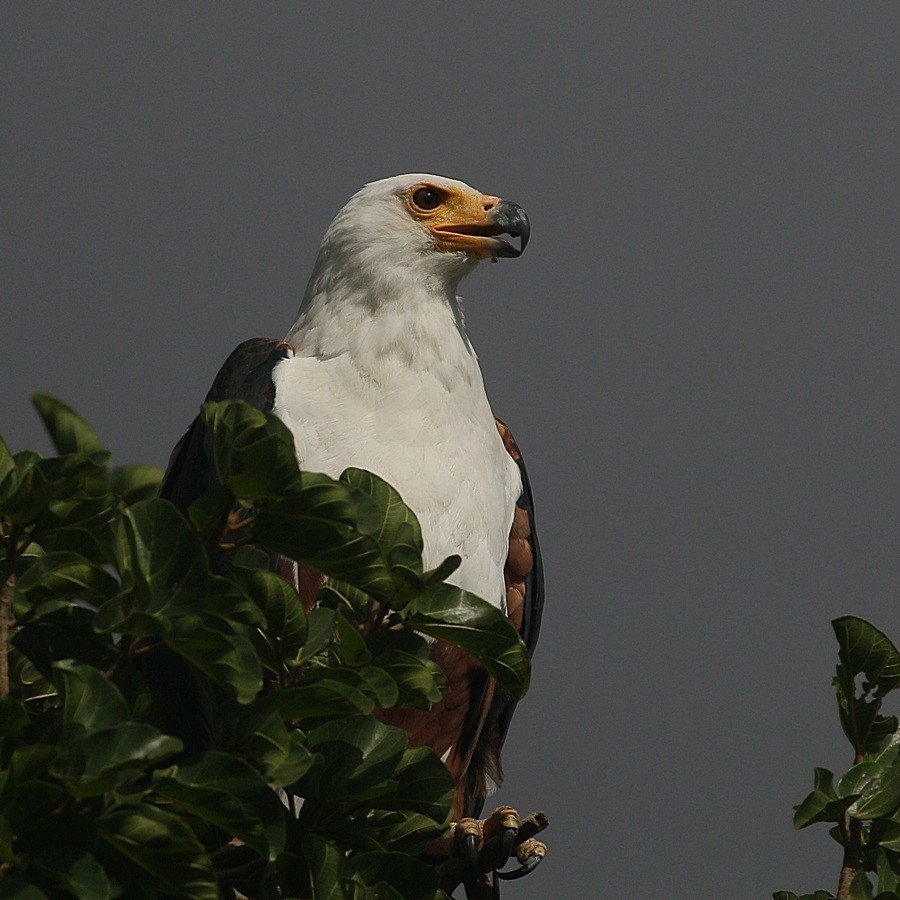 African Fish-eagle