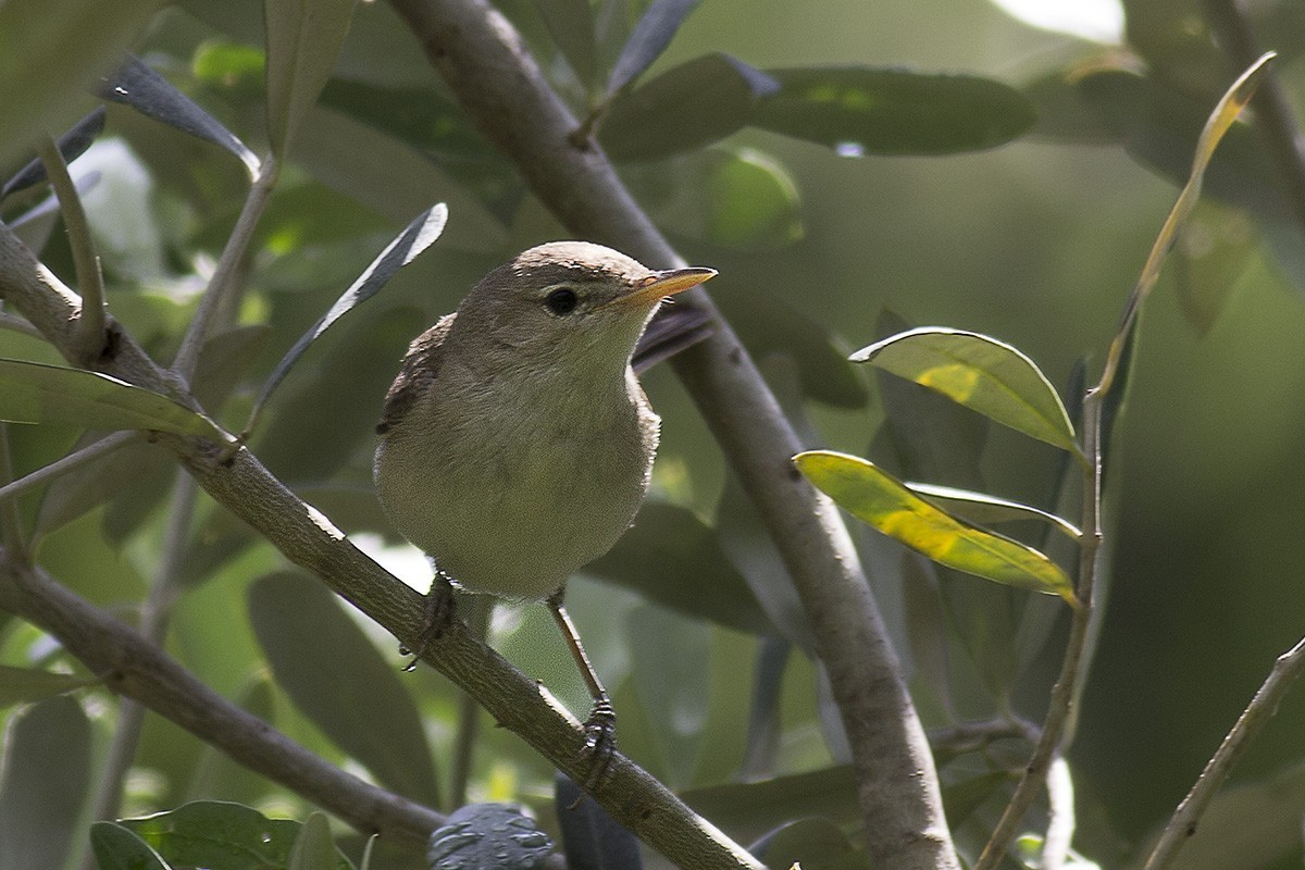 Zeytin mukallidi