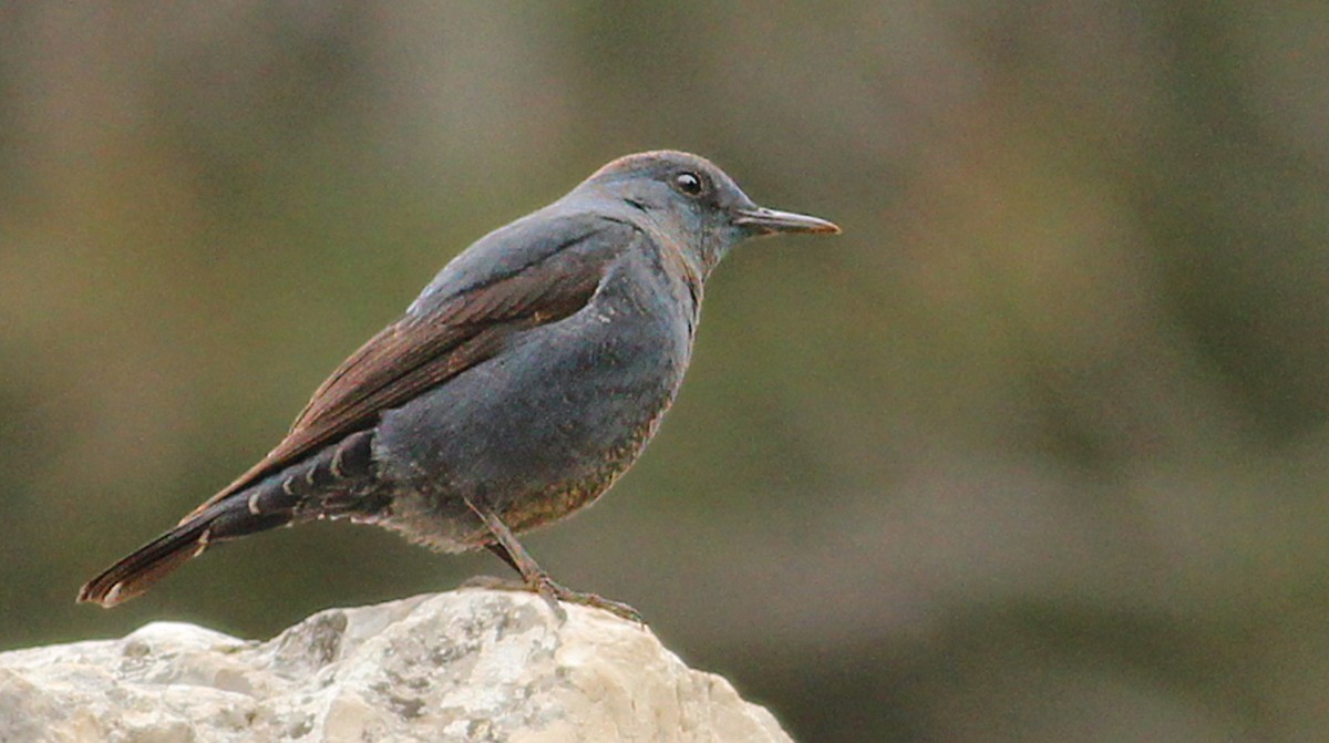 Gökardıç