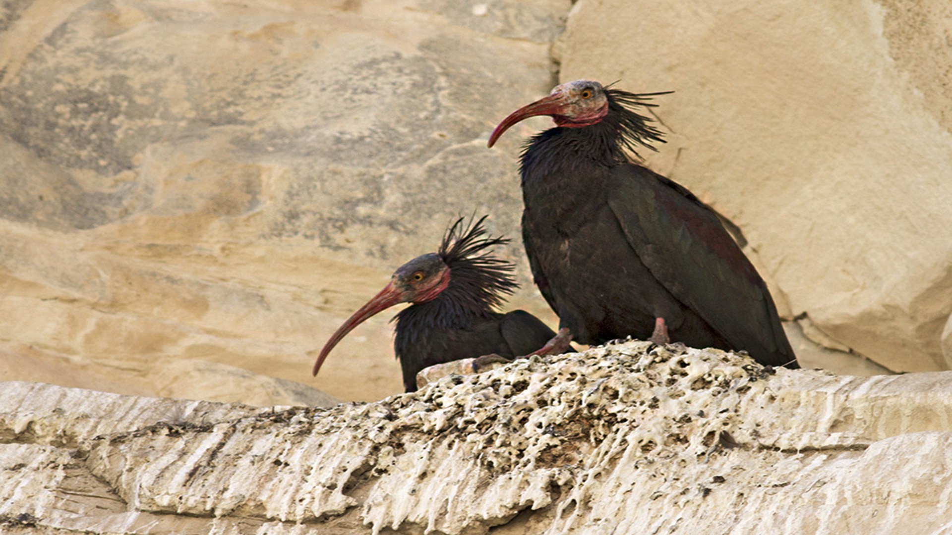 Kelaynak
