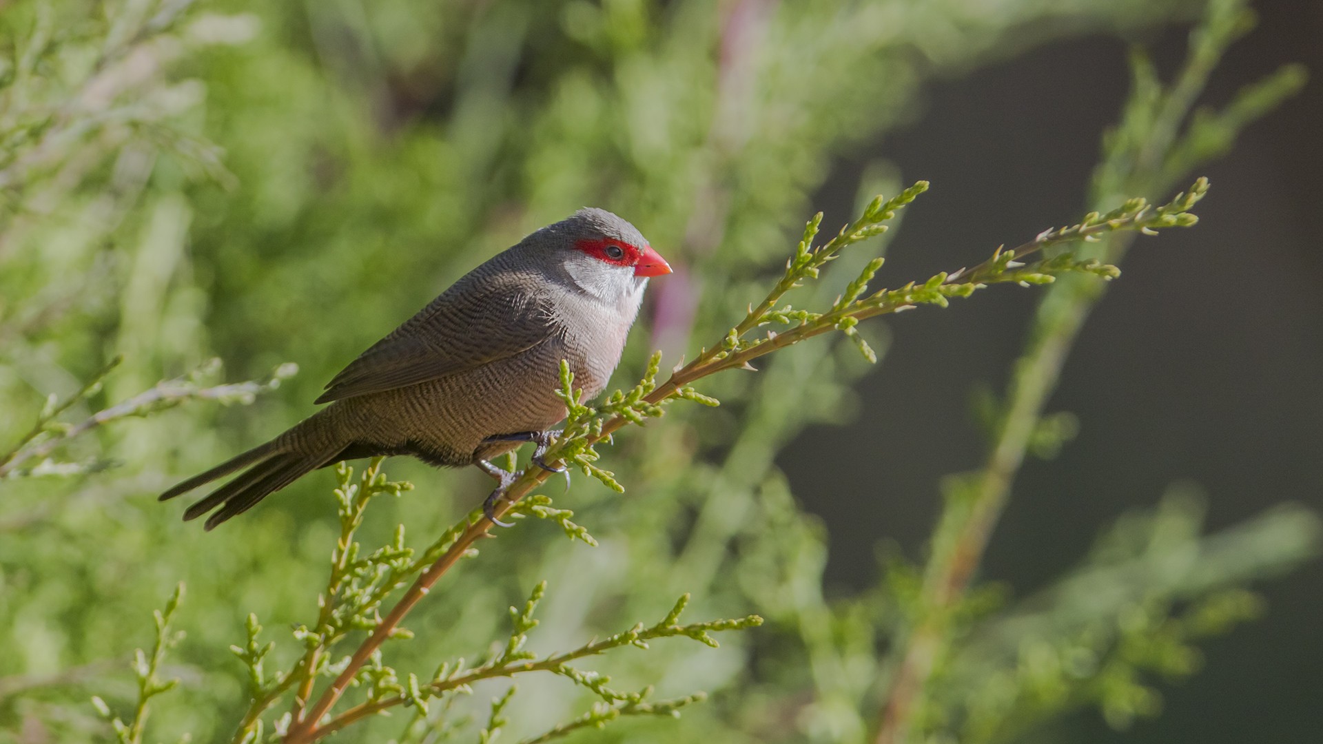 Common Waxbill