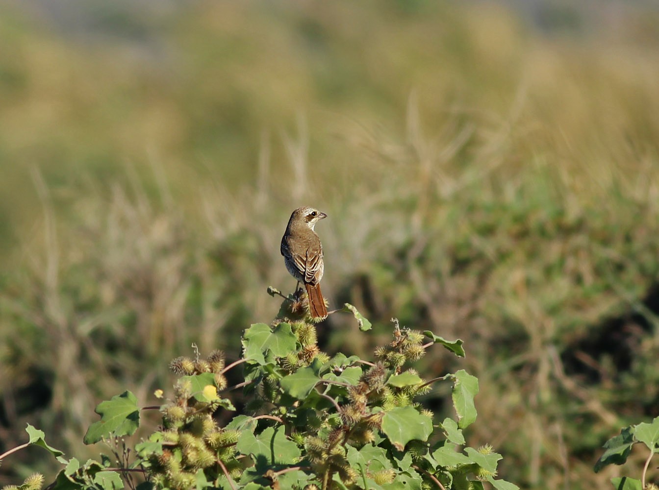 Türkistan Örümcekkuşu
