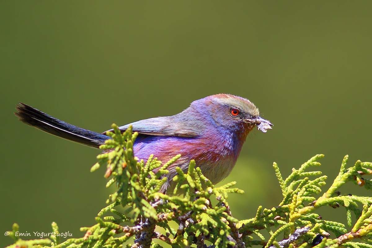 White-browed Tit-warbler