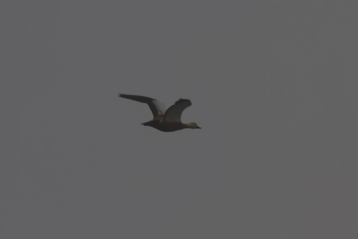 Angıt