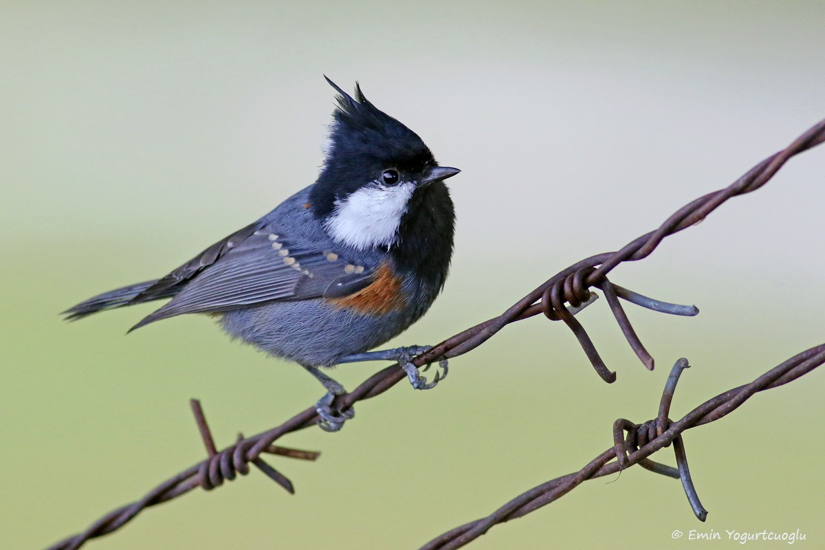Spot-winged Tit